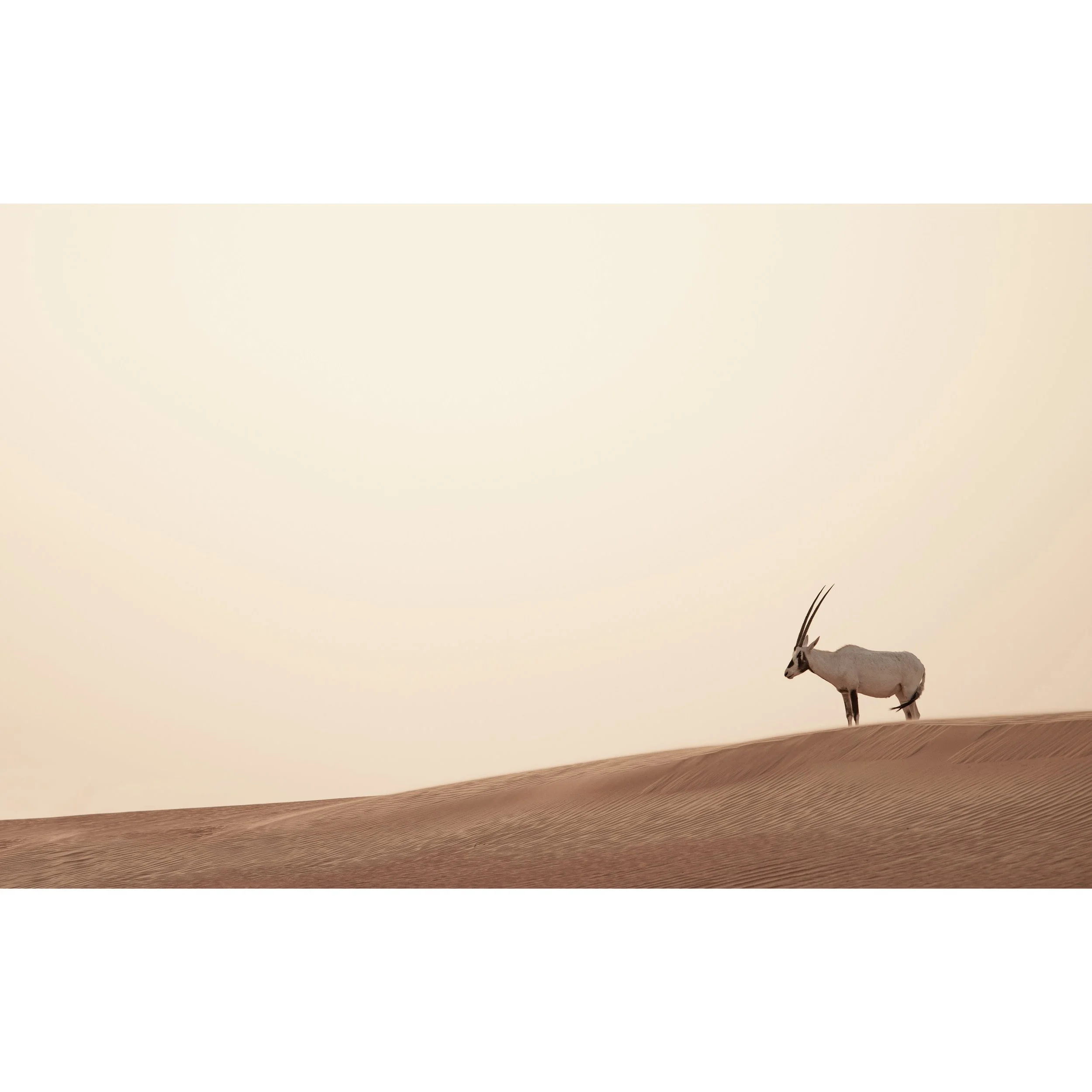 Oryx 0020.jpg