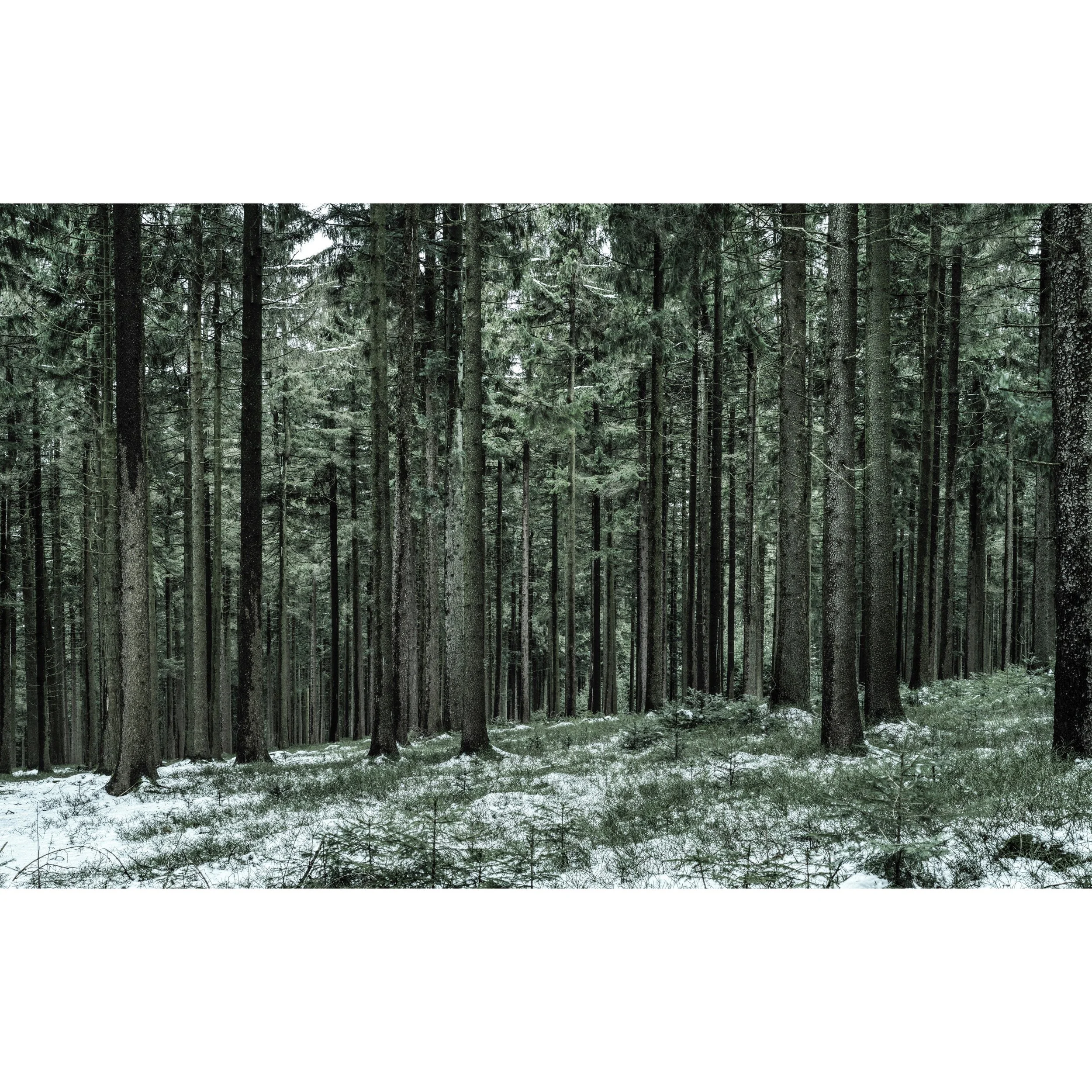 Bavarian Trees_0007 2.jpg