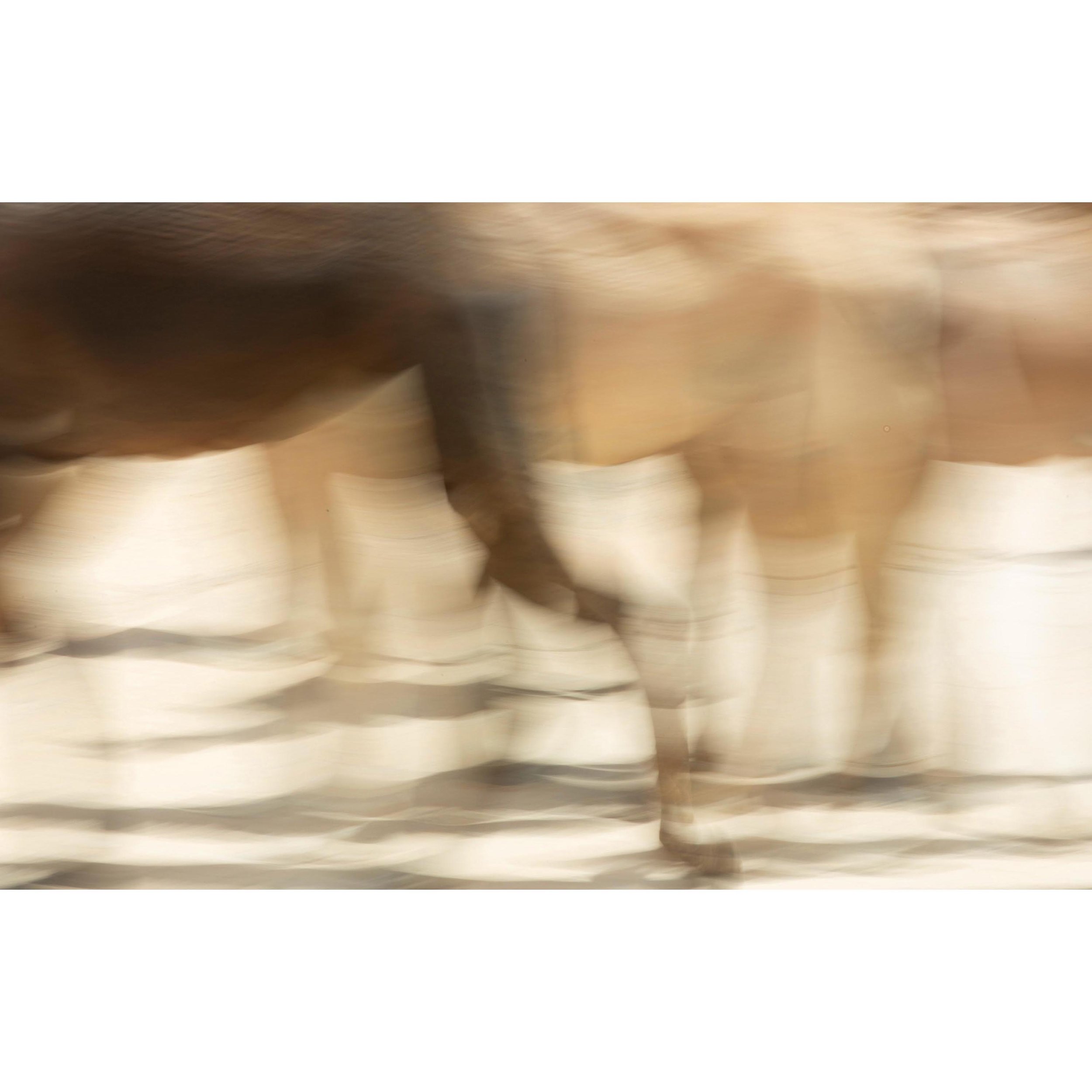 Camels in Liwa 10.jpg