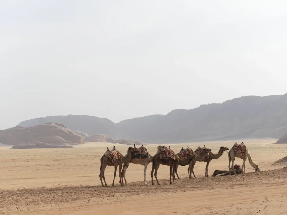 18 Wadi+Rum+Camels_0012.jpg.webp