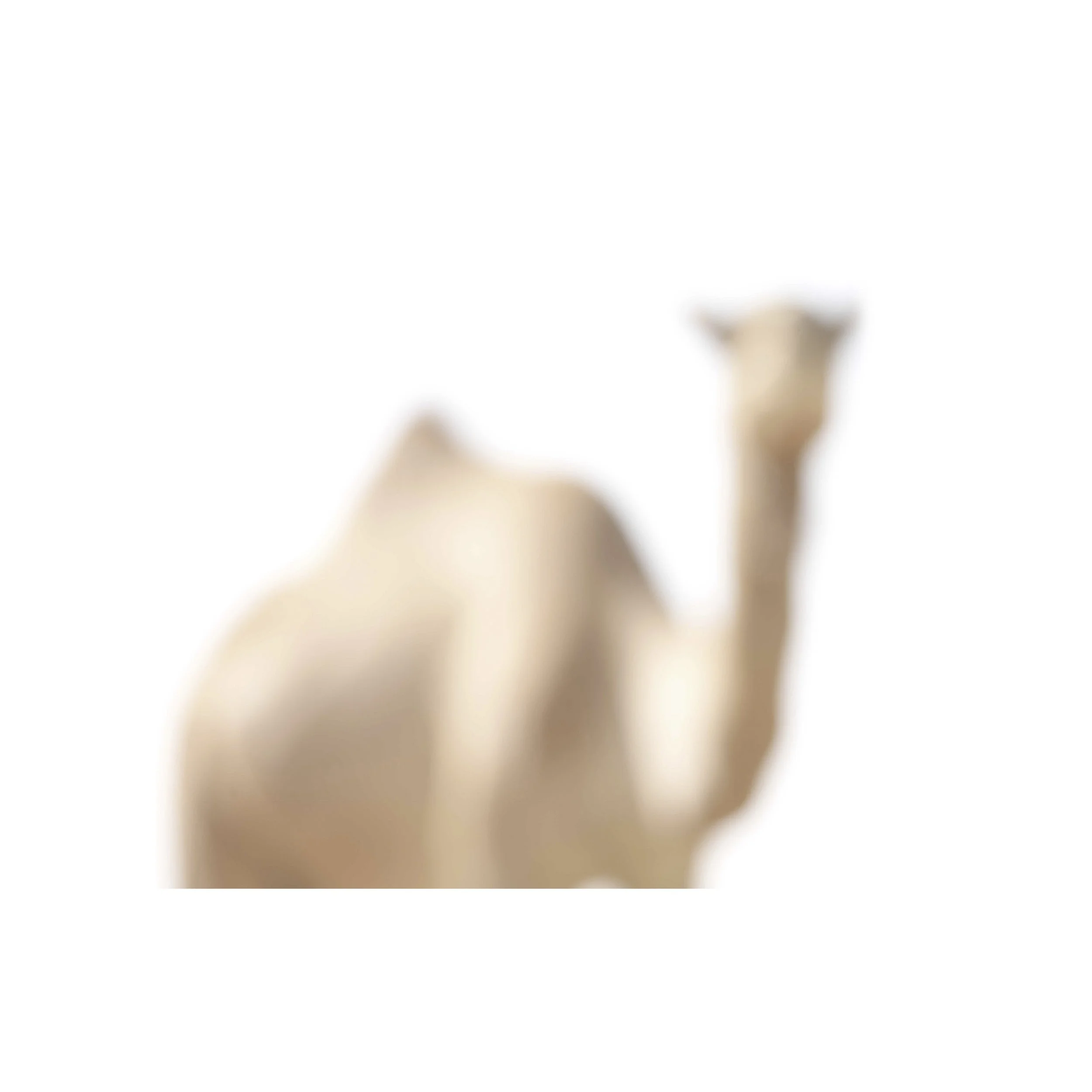 Camel Counting 8 0179.jpg