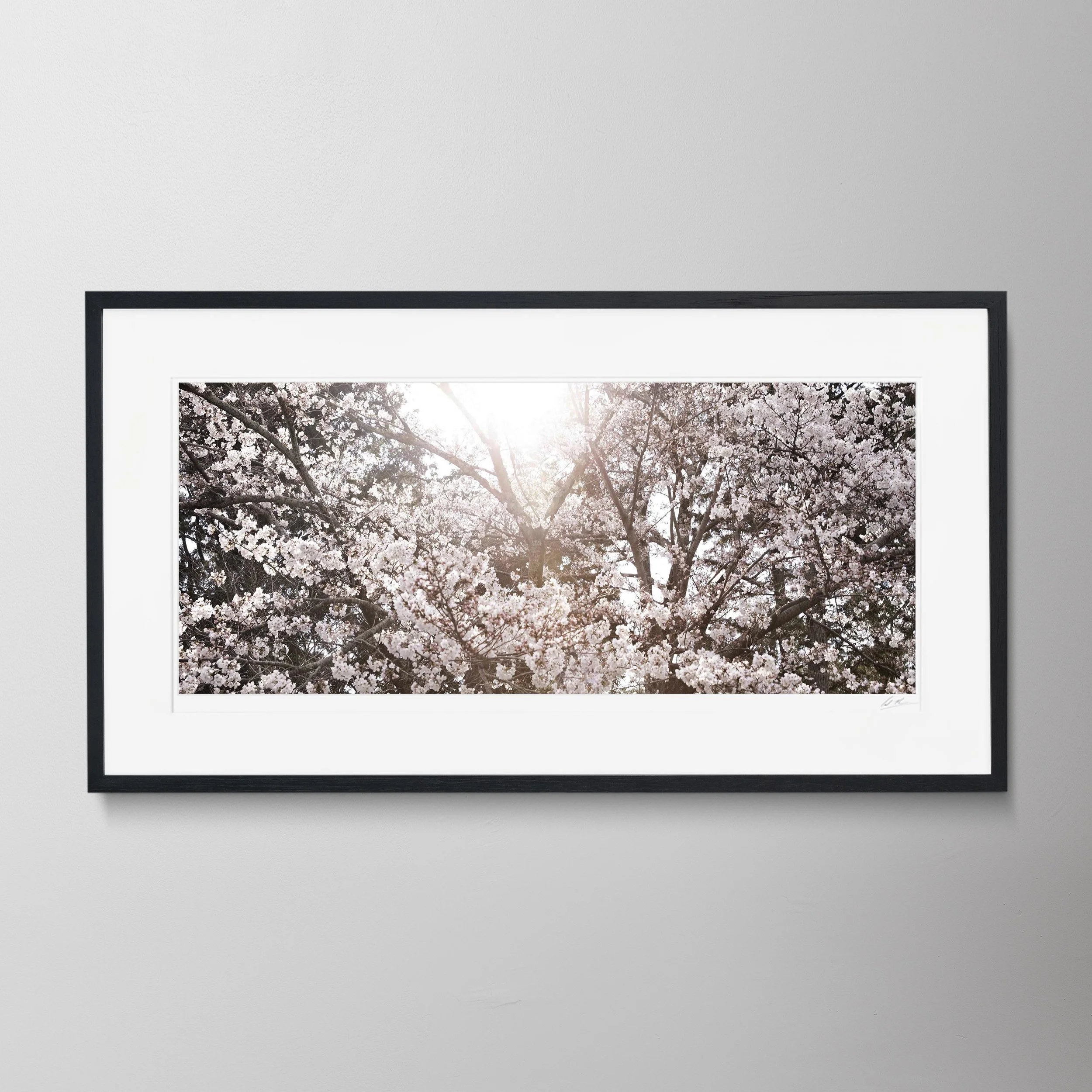 Black Panorama-Kyoto Blossom 15.jpg