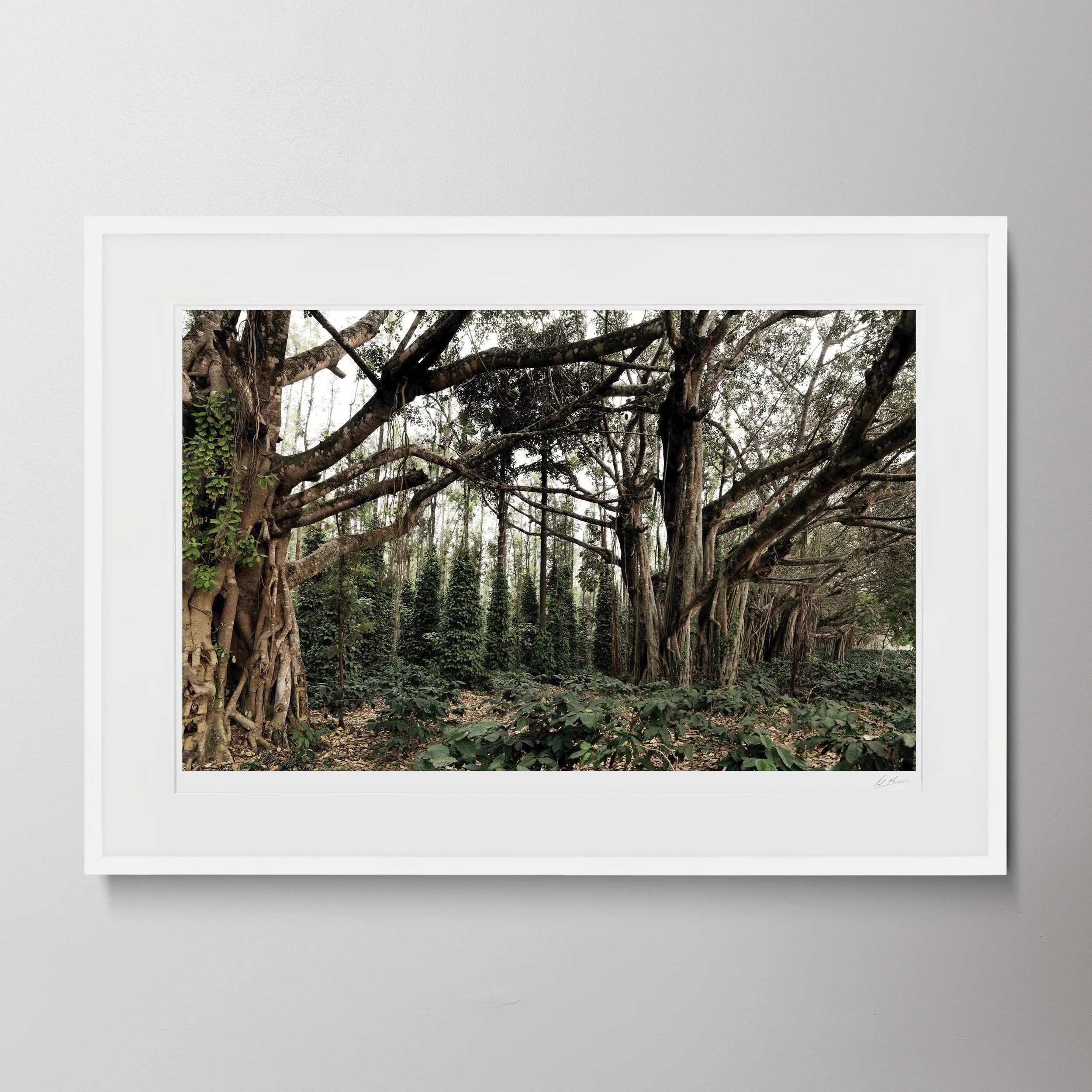 White Landscape-Banyan Tree_0009.jpg