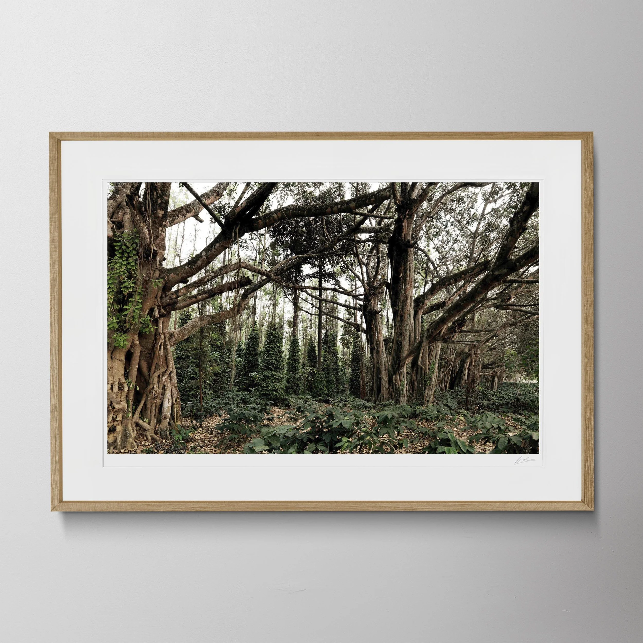 Oak Landscape-Banyan Tree_0009.jpg