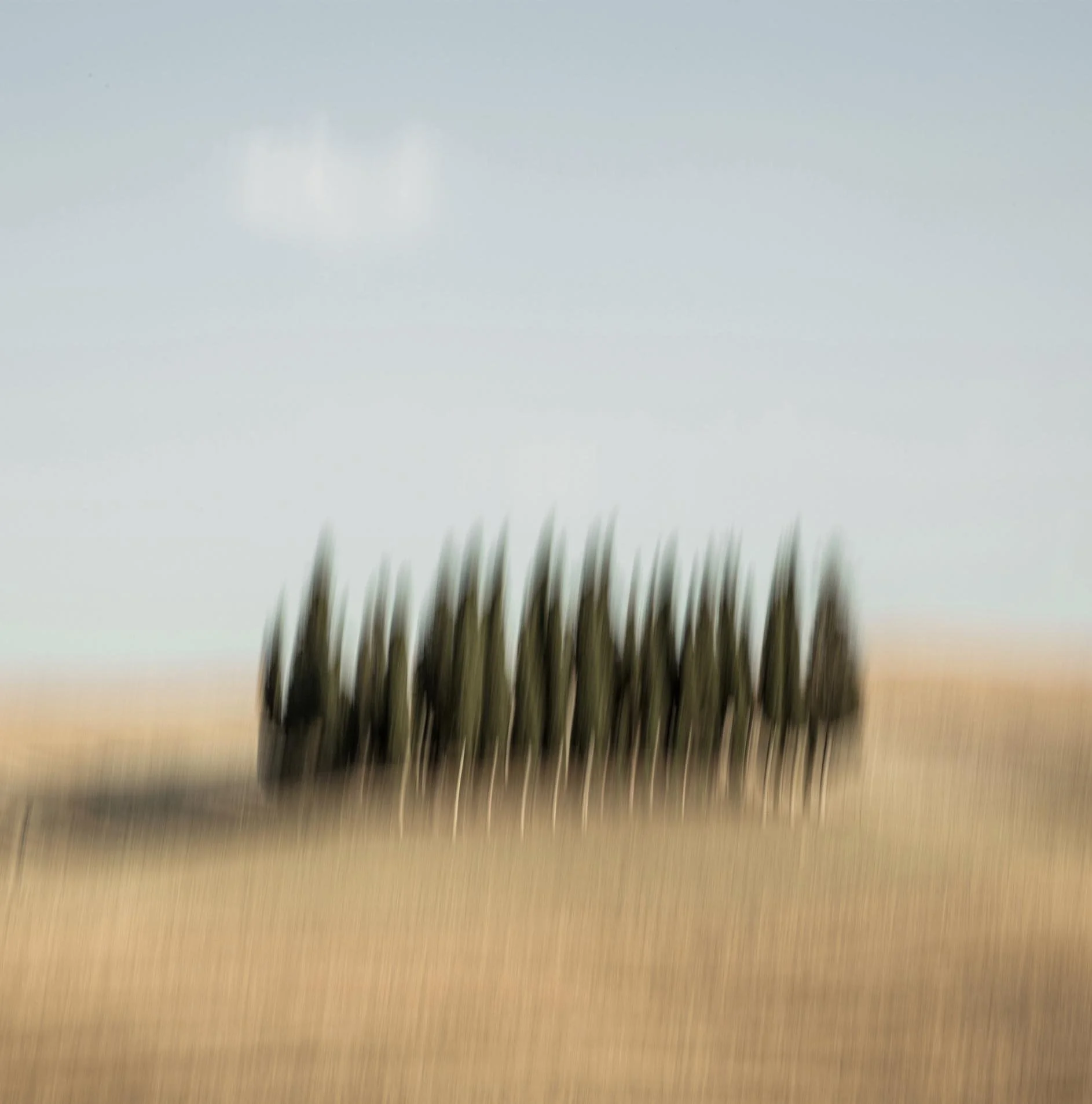 Tuscany Cedar Trees 0035.jpg