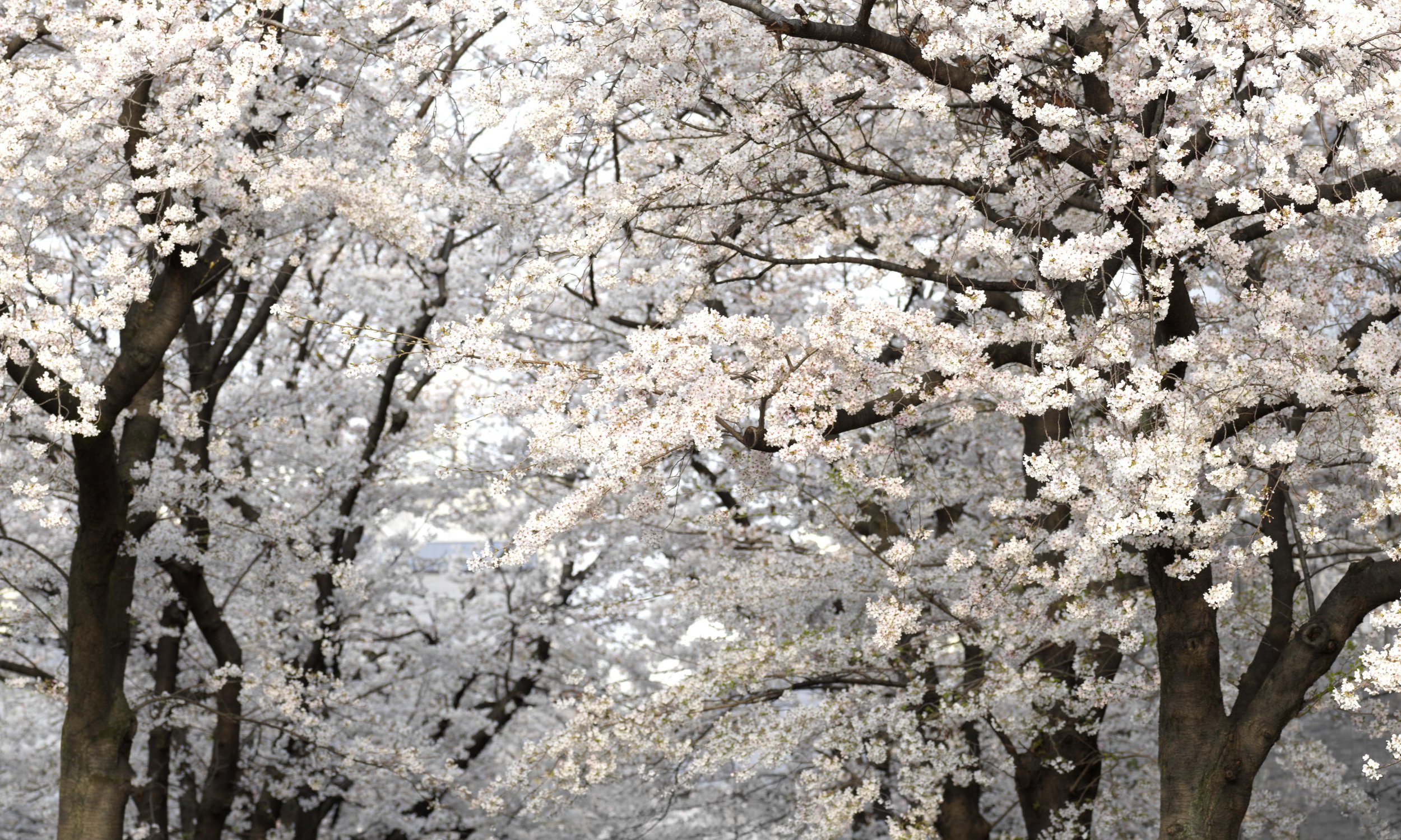 Kyoto Blossoms Gion_0003.jpg