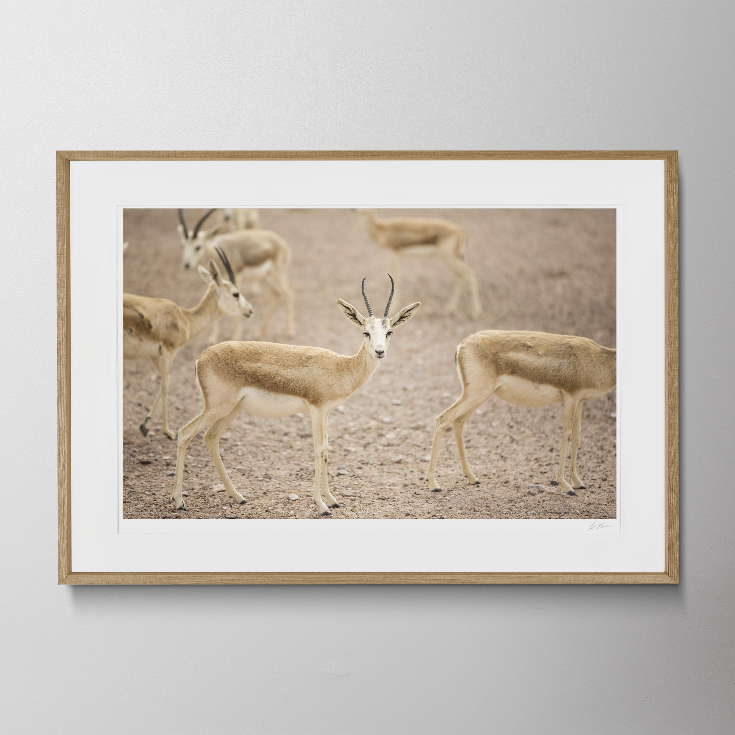 Oak Landscape-Gazelle 01.jpg