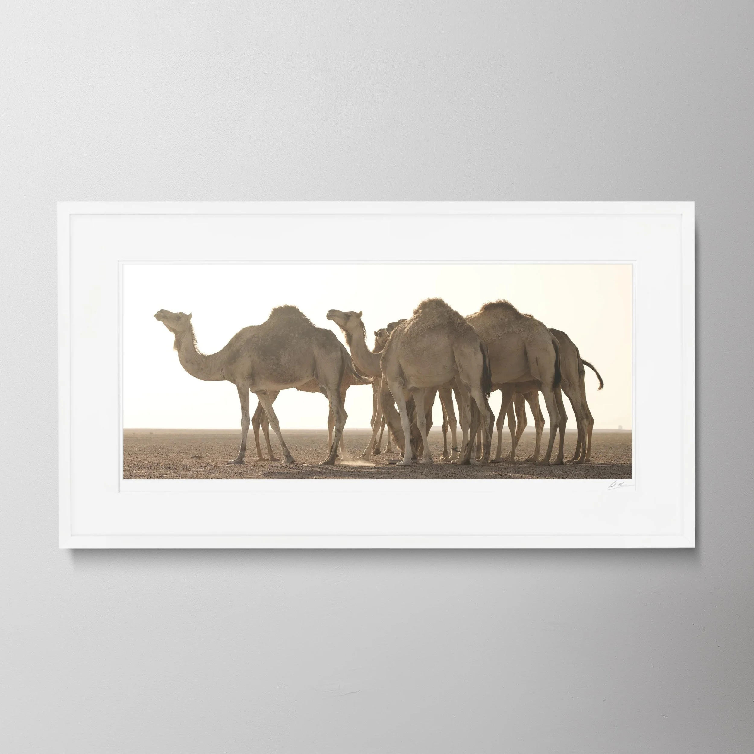 White Panorama-Camel Counting 3 0005.jpg
