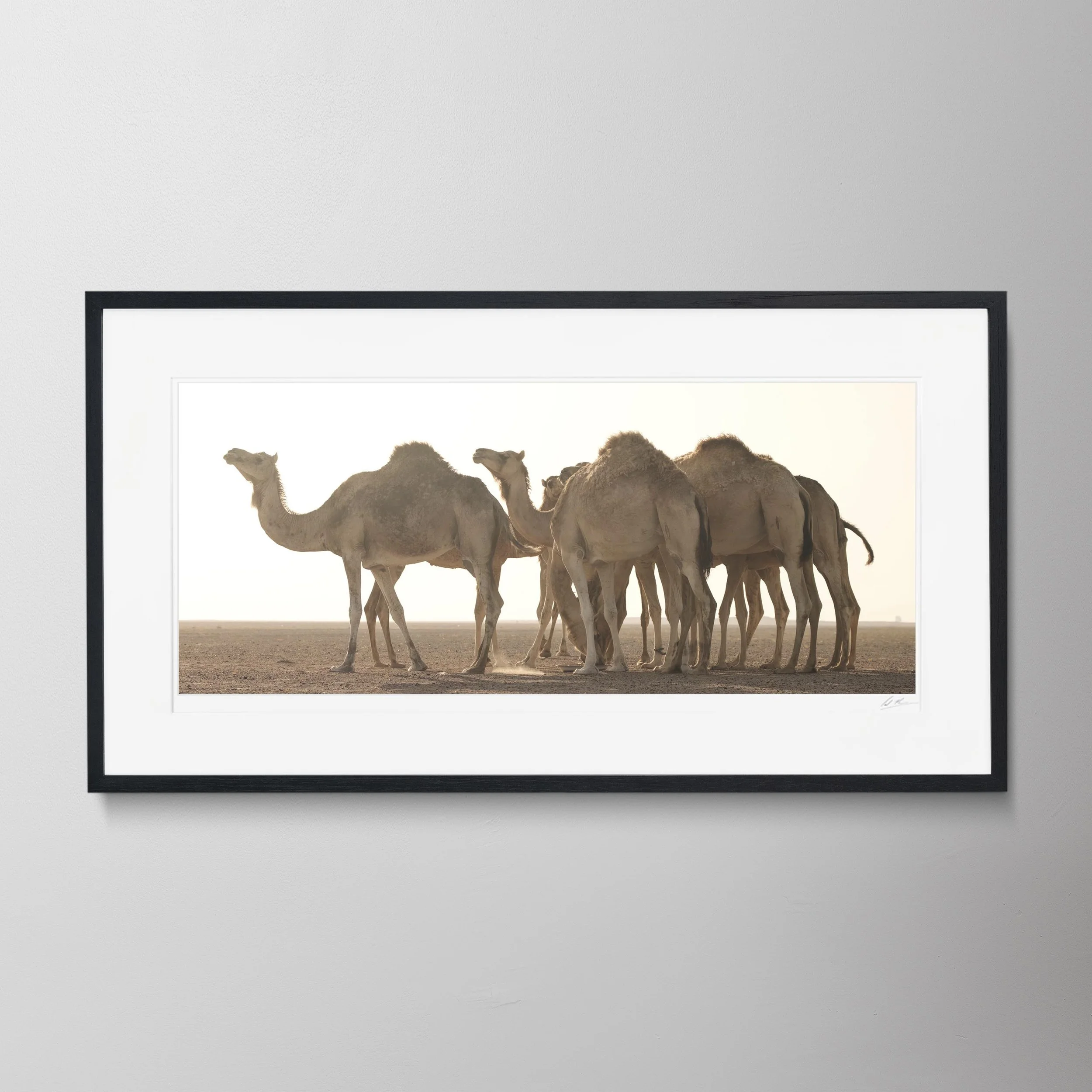 Black Panorama-Camel Counting 3 0005.jpg