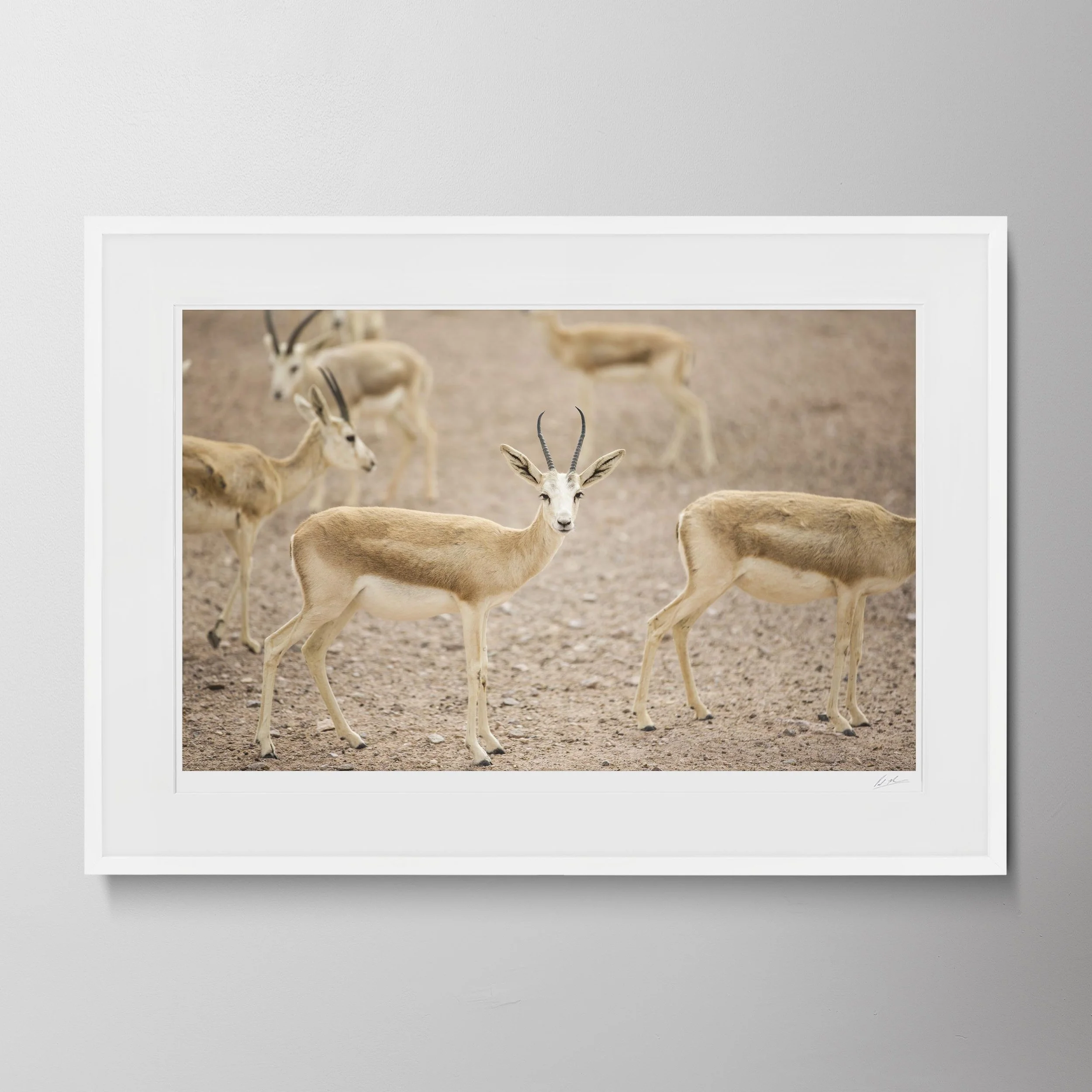 White Landscape-Gazelle 01.jpg
