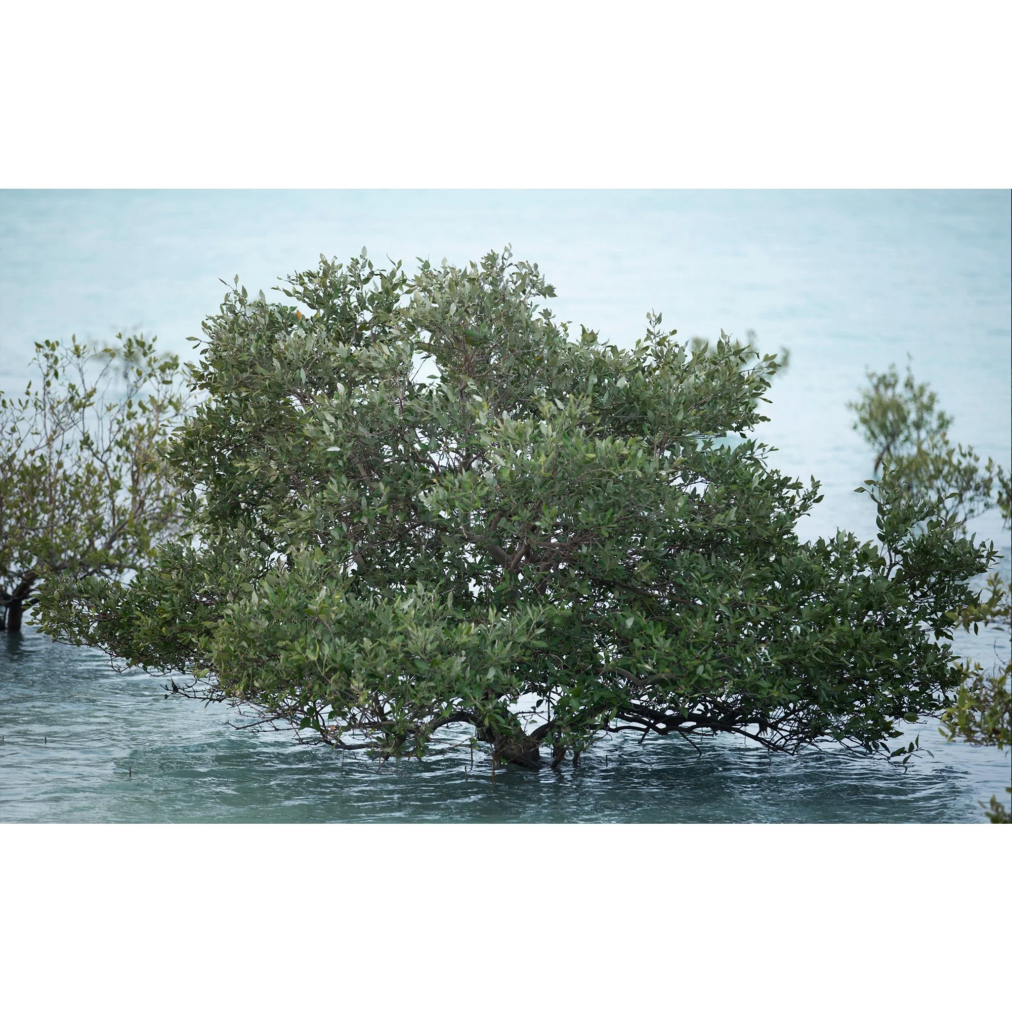 Al Yamm Mangroves 18.jpg