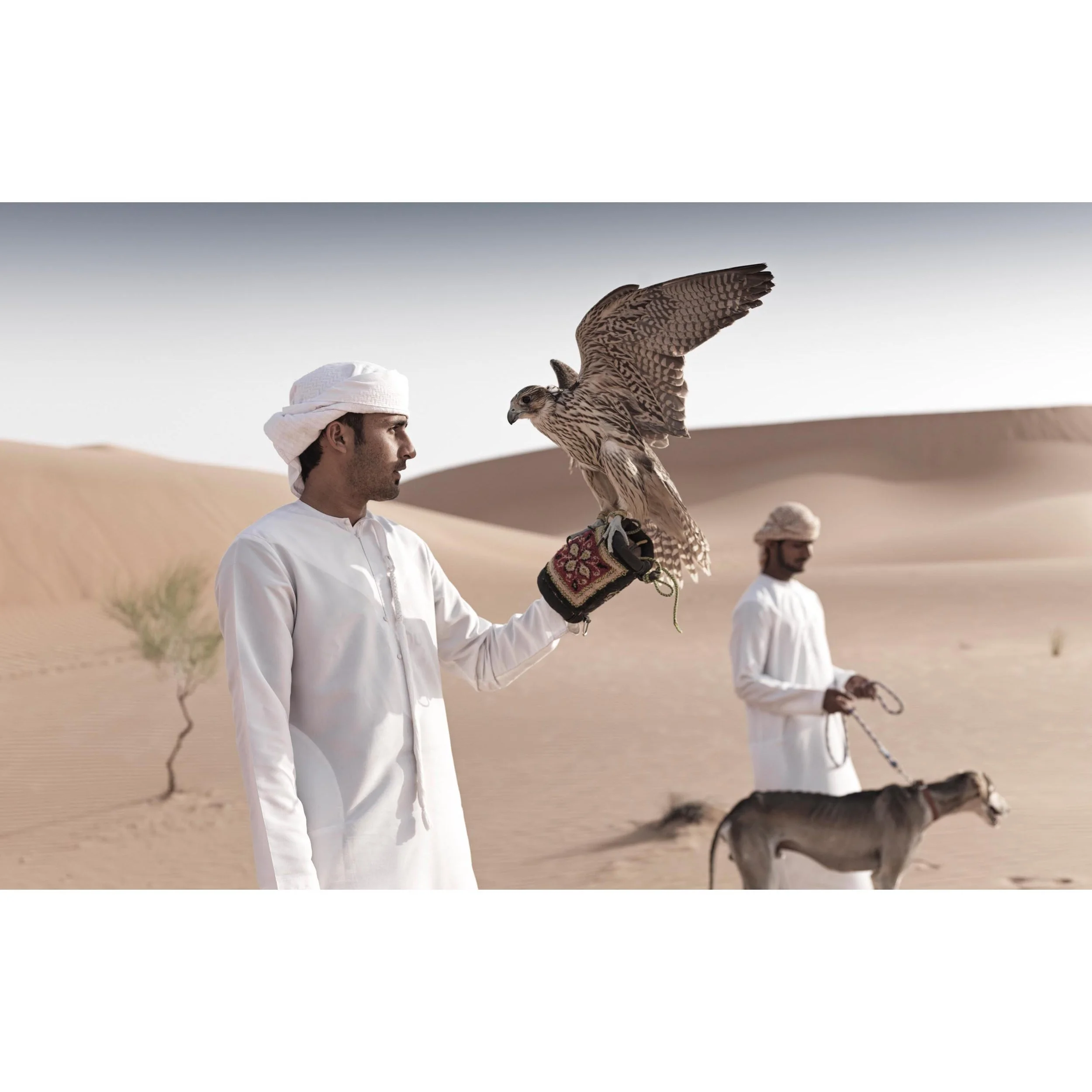 QAS Falcon Saluki B_0008 copy.jpg