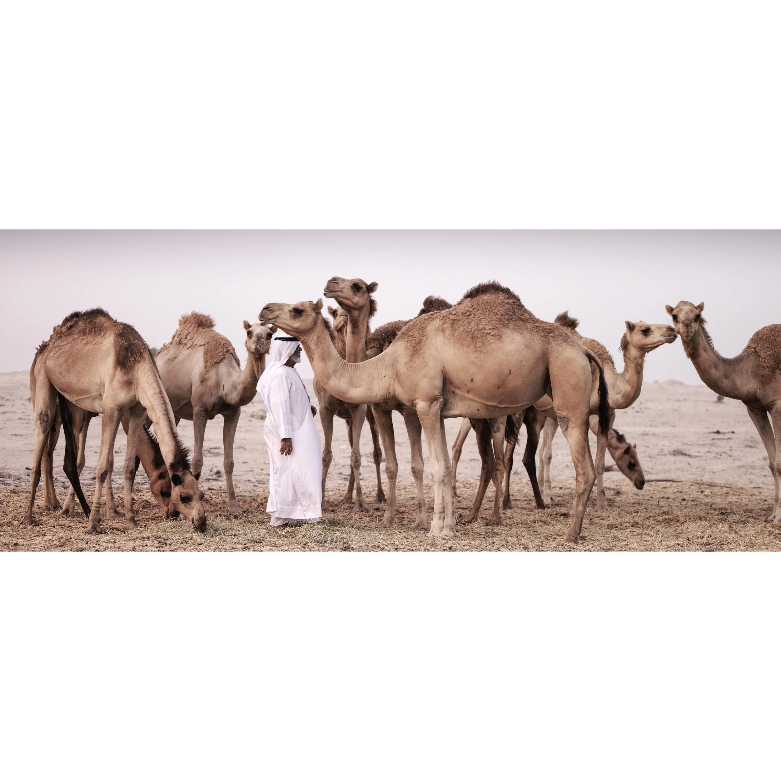 Obaid & Camels 0025.jpg
