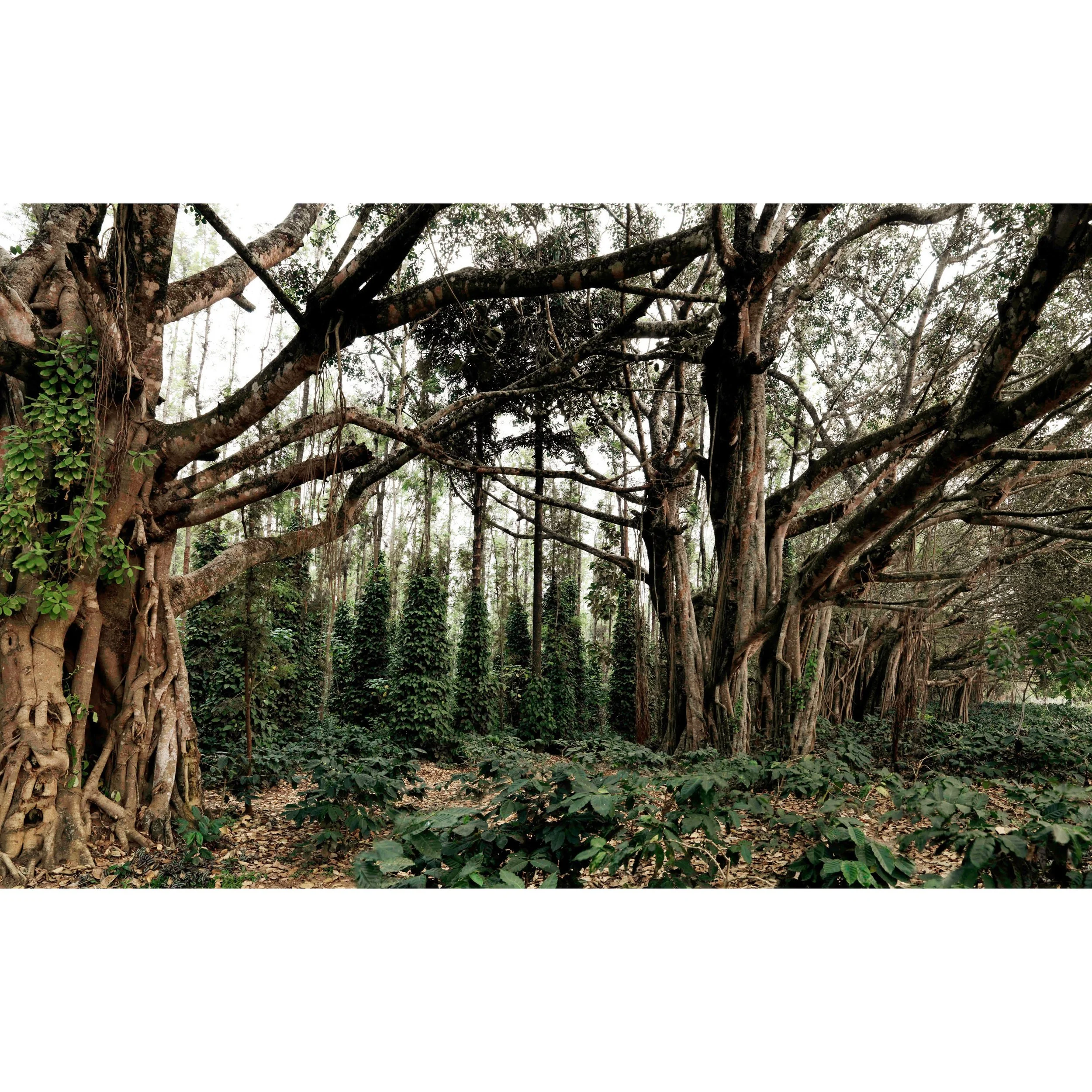 Banyan Tree_0009.jpg