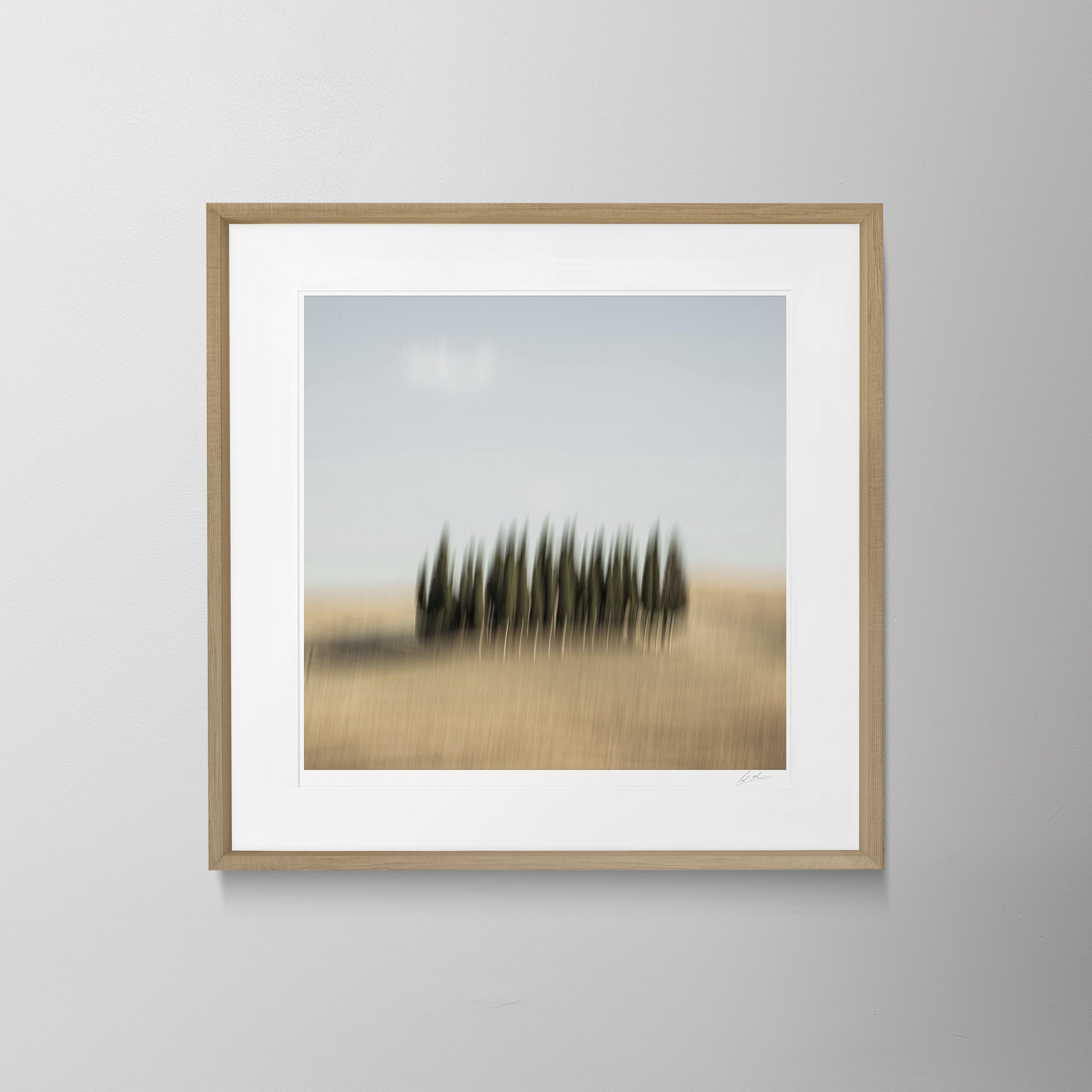 Oak Square-Tuscany Cedar Trees 0035.jpg