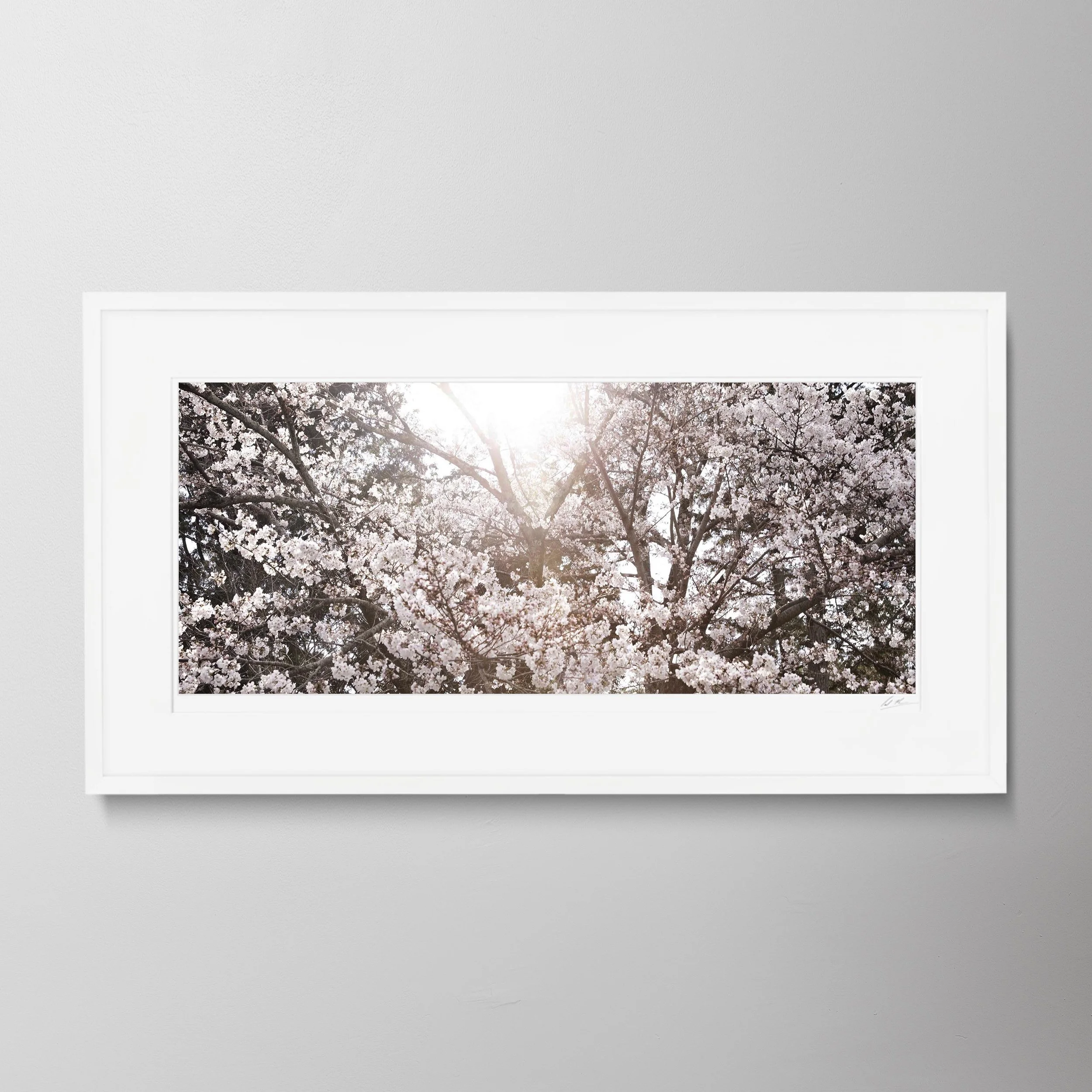 White Panorama-Kyoto Blossom 15.jpg