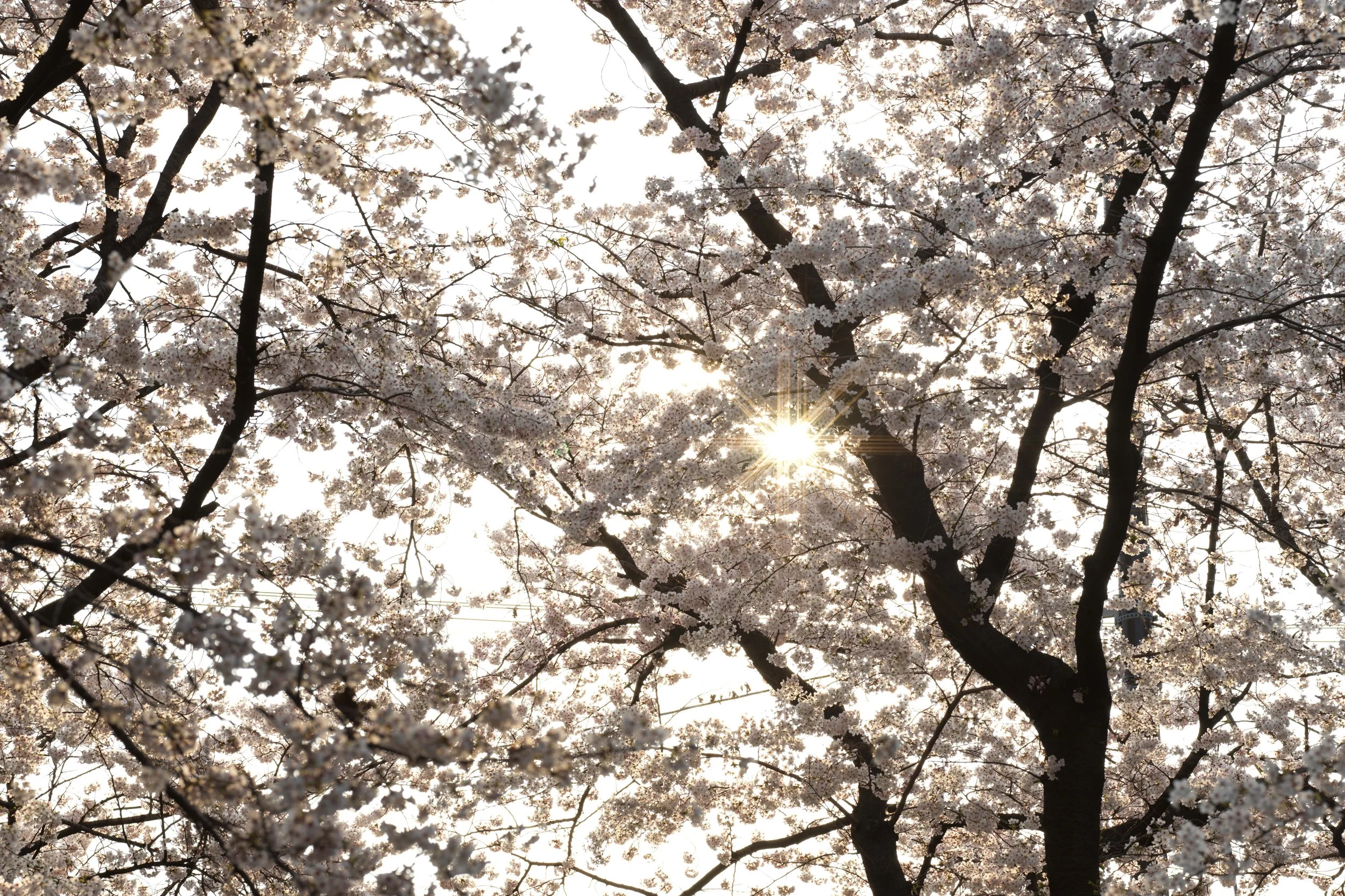 032 Kyoto Blossoms Gion_0024 copy 032 032.jpg