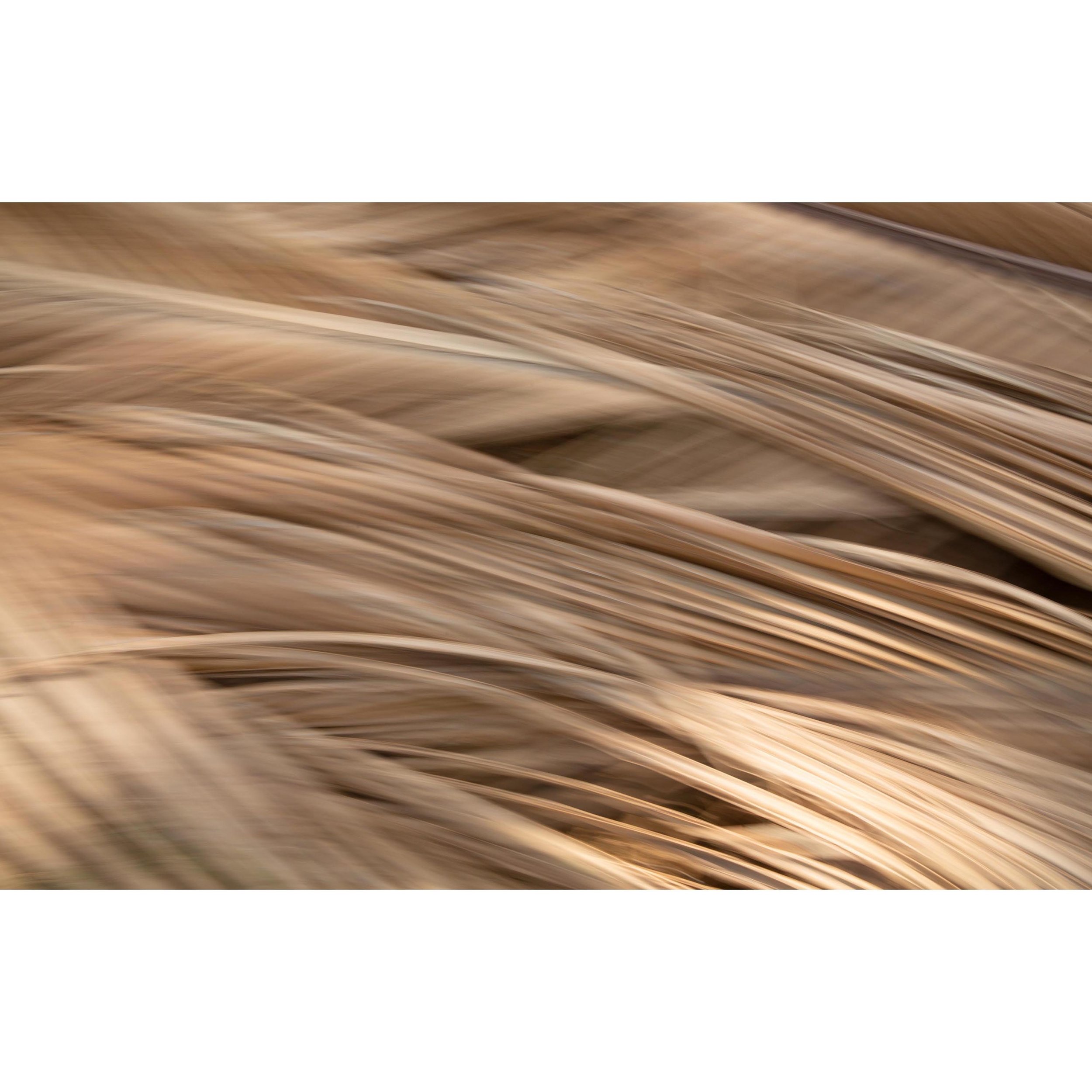 Goa Art & Motion Blur 116.jpg