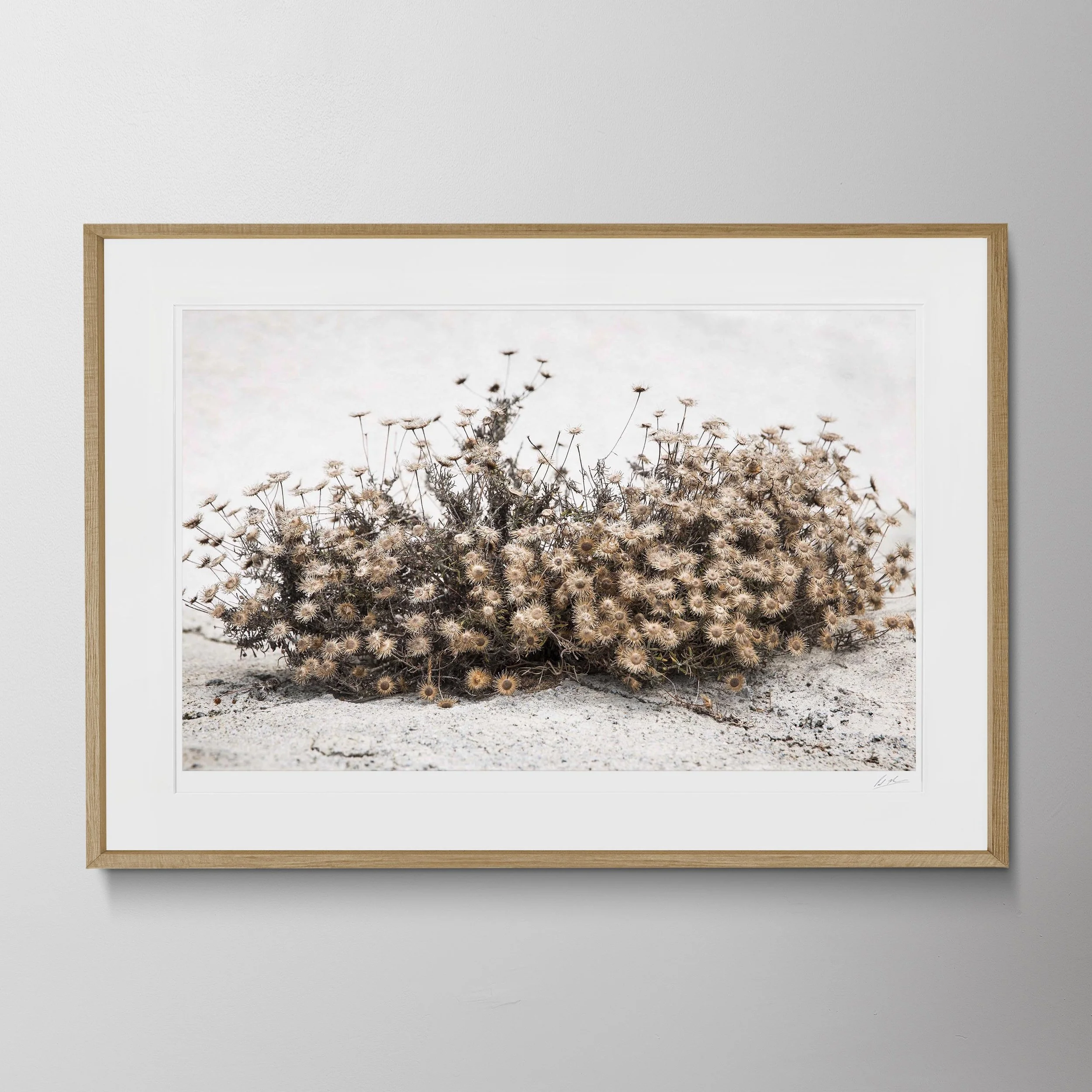 Oak Landscape-Pyrgos Santorini 007.jpg