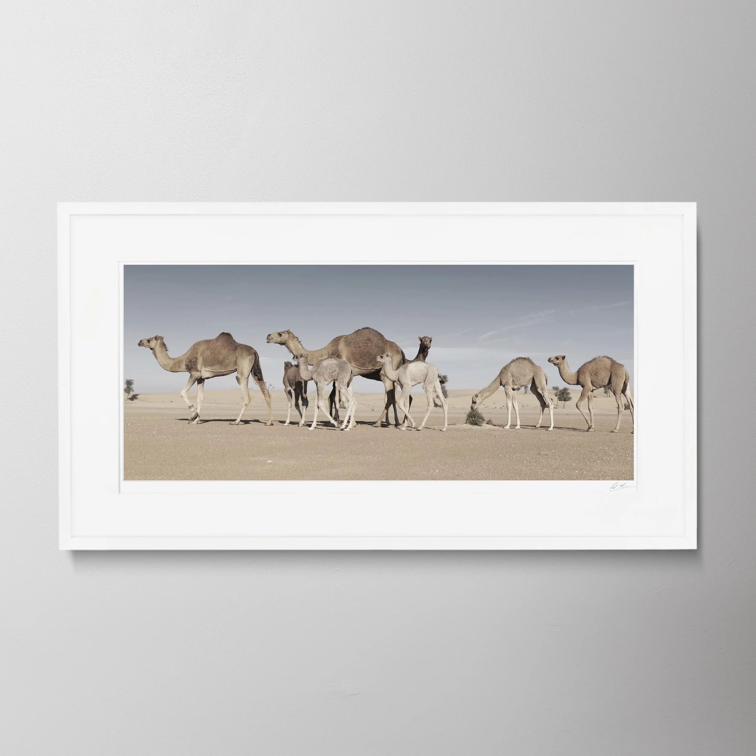 White Panorama-Camel Counting Song 9 0050.jpg