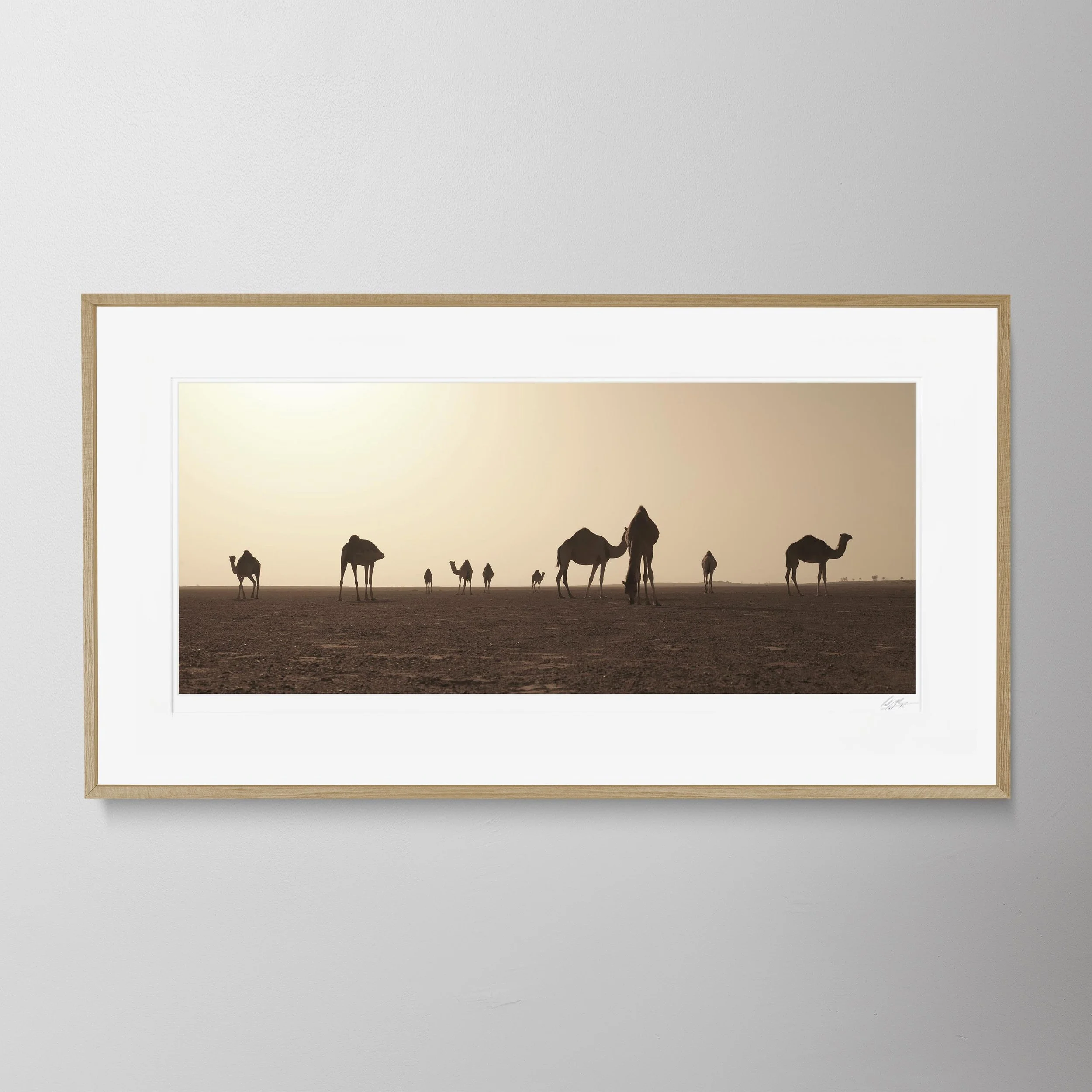 Oak Panorama-Camel Counting 3 0022.jpg