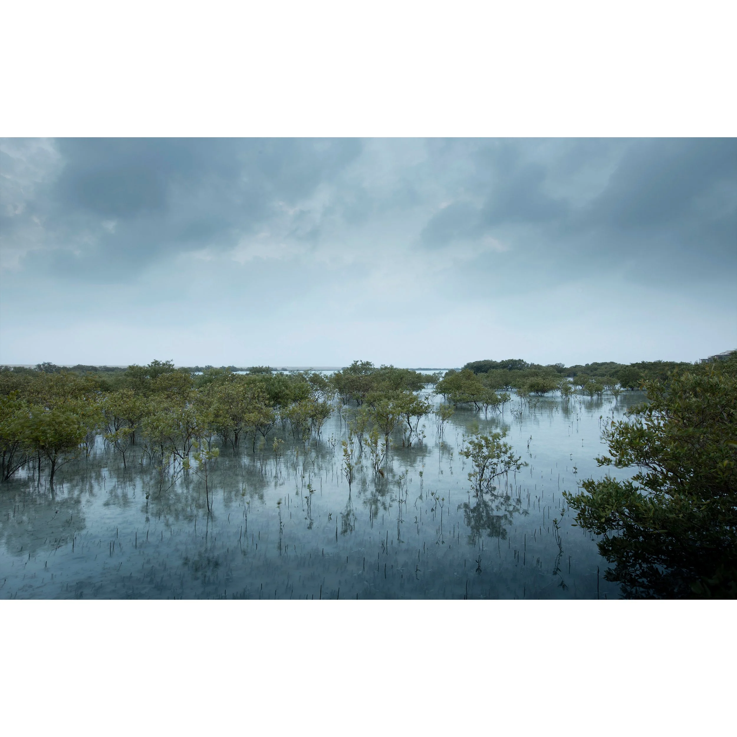 Al Yamm Mangroves 02.jpg