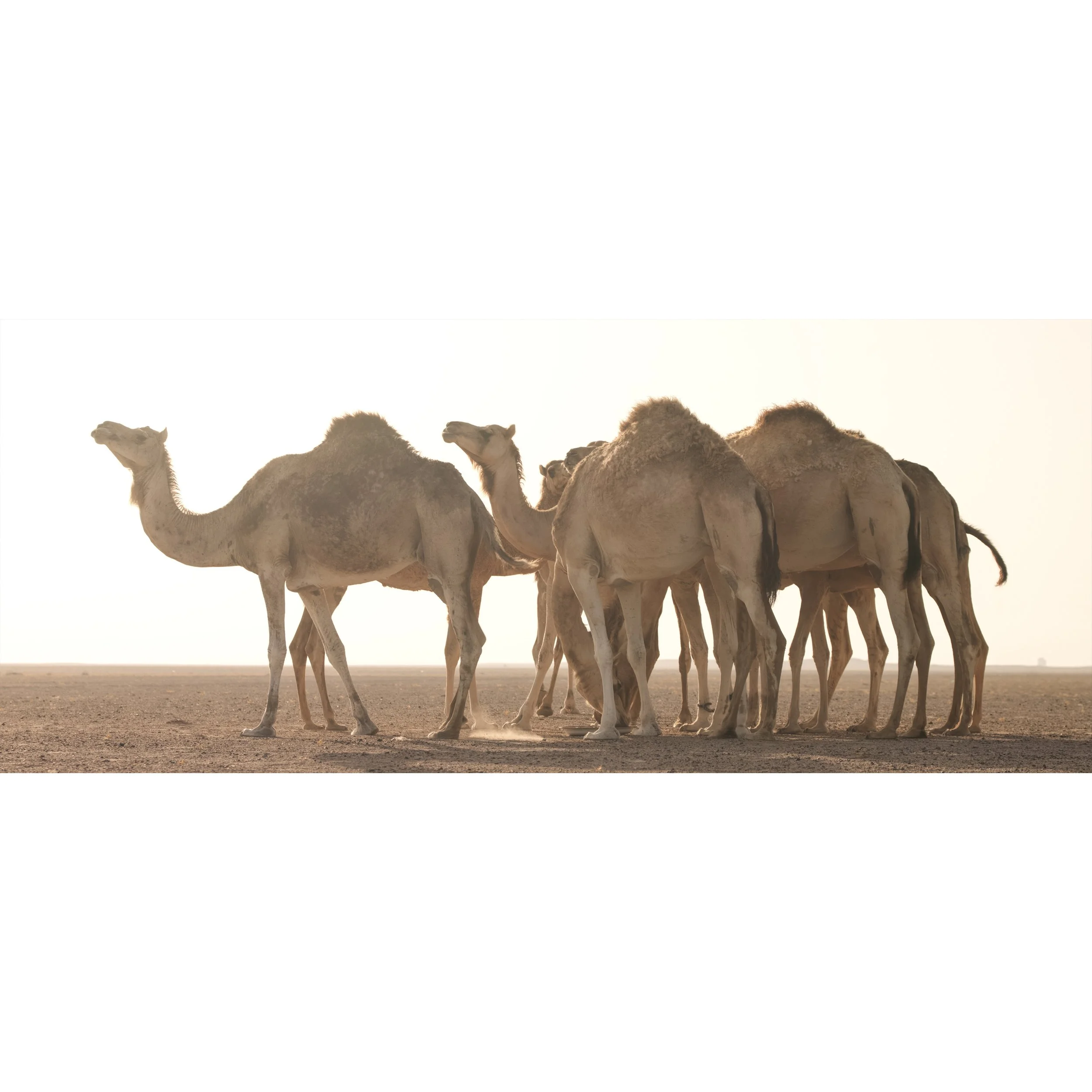 Camel Counting 3 0005.jpg