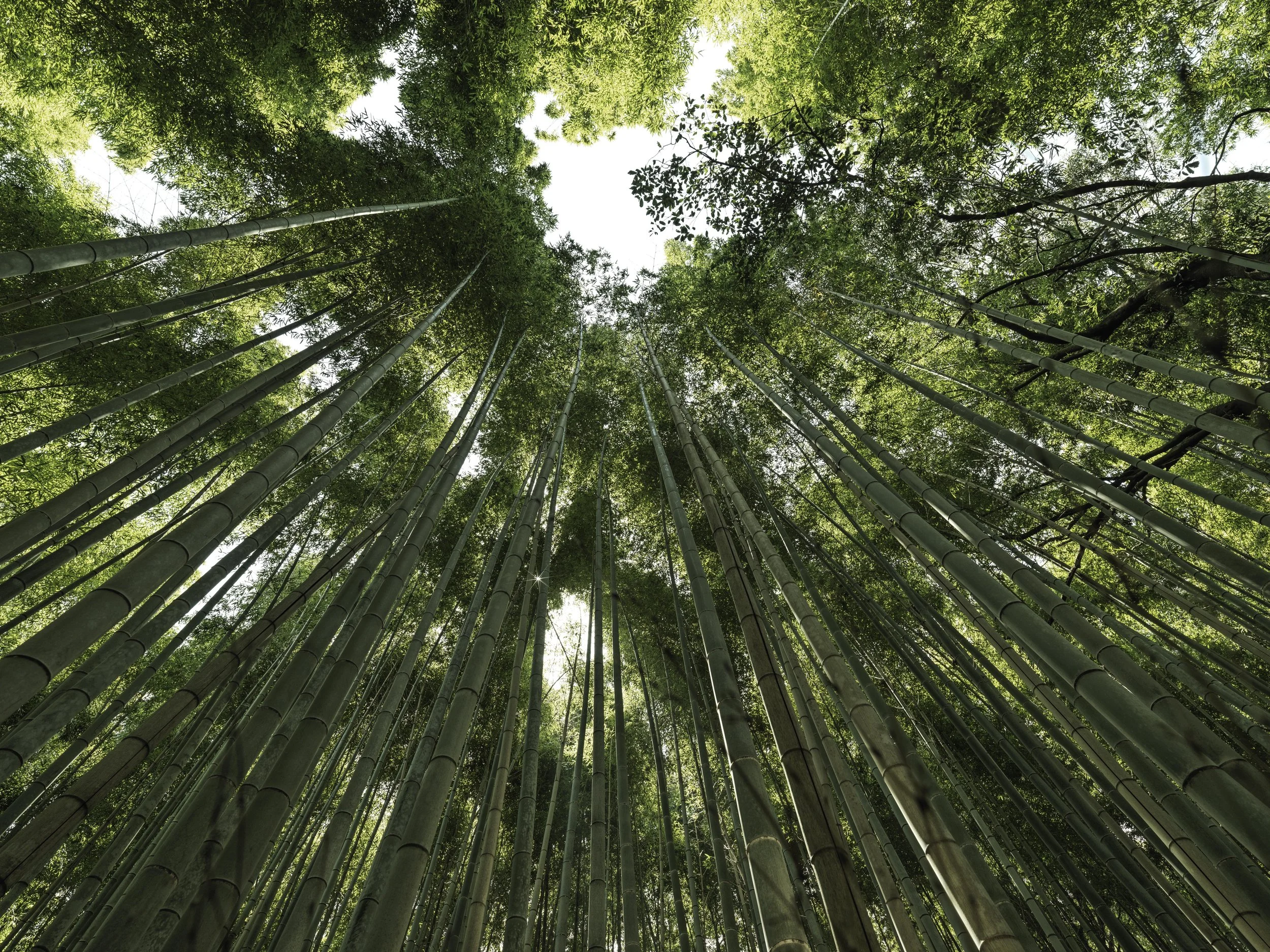 Kyoto Sagano Bamboo Forest_0041.jpg