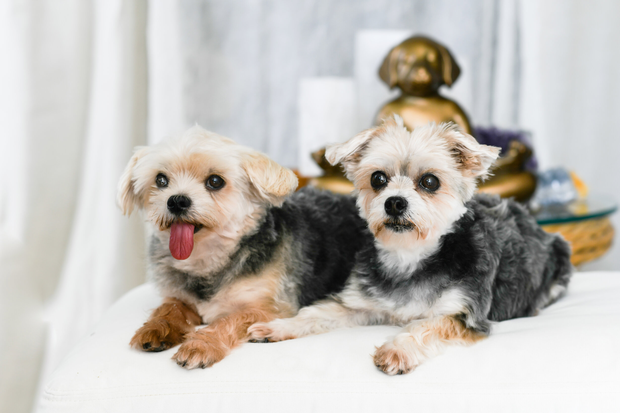 equine and canine holistic healing South Florida