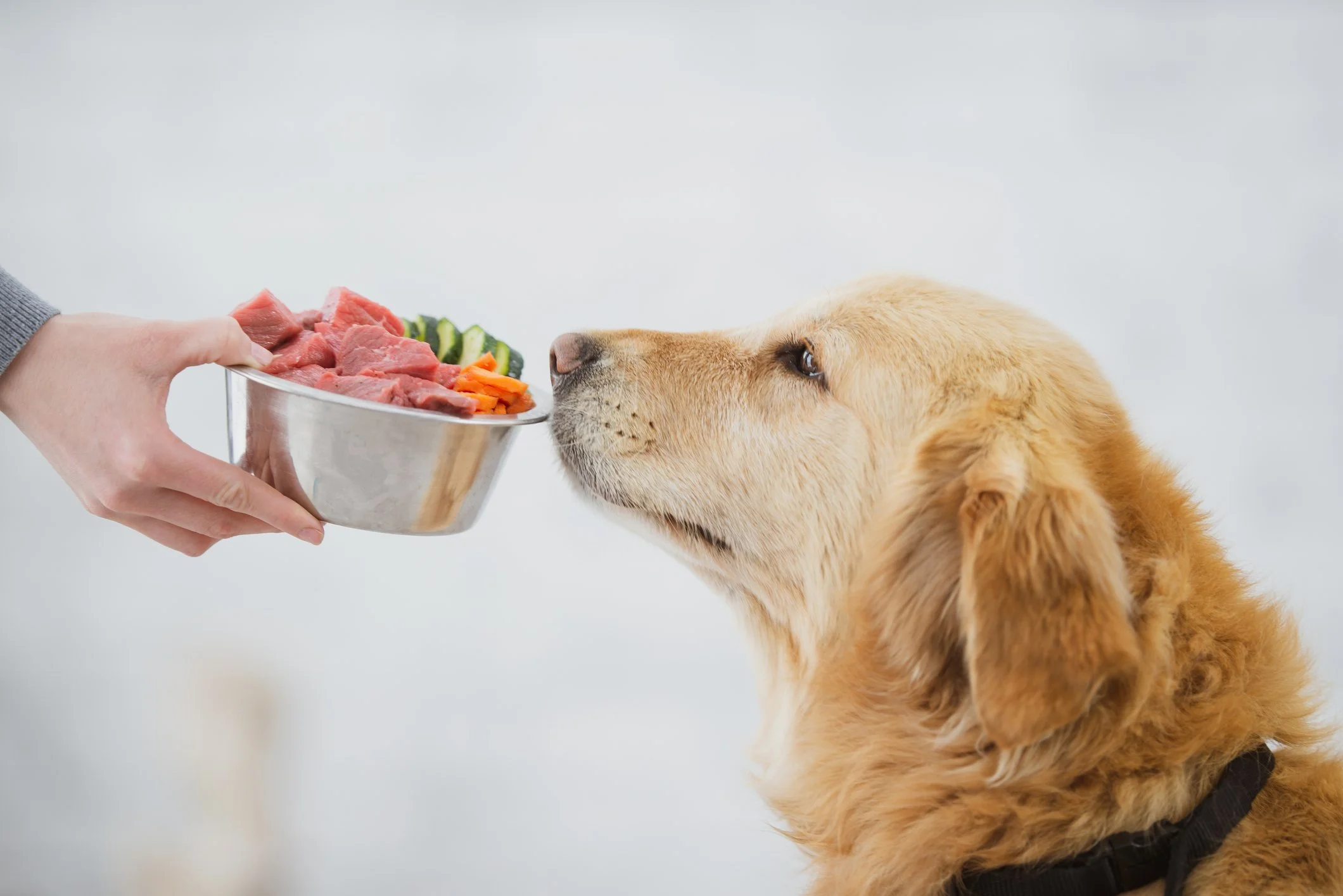 holistic dog nutrition coaching for healthy pets natural dog wellness consultation in South Florida species appropriate dog nutrition guidance holistic pet nutrition and detox support