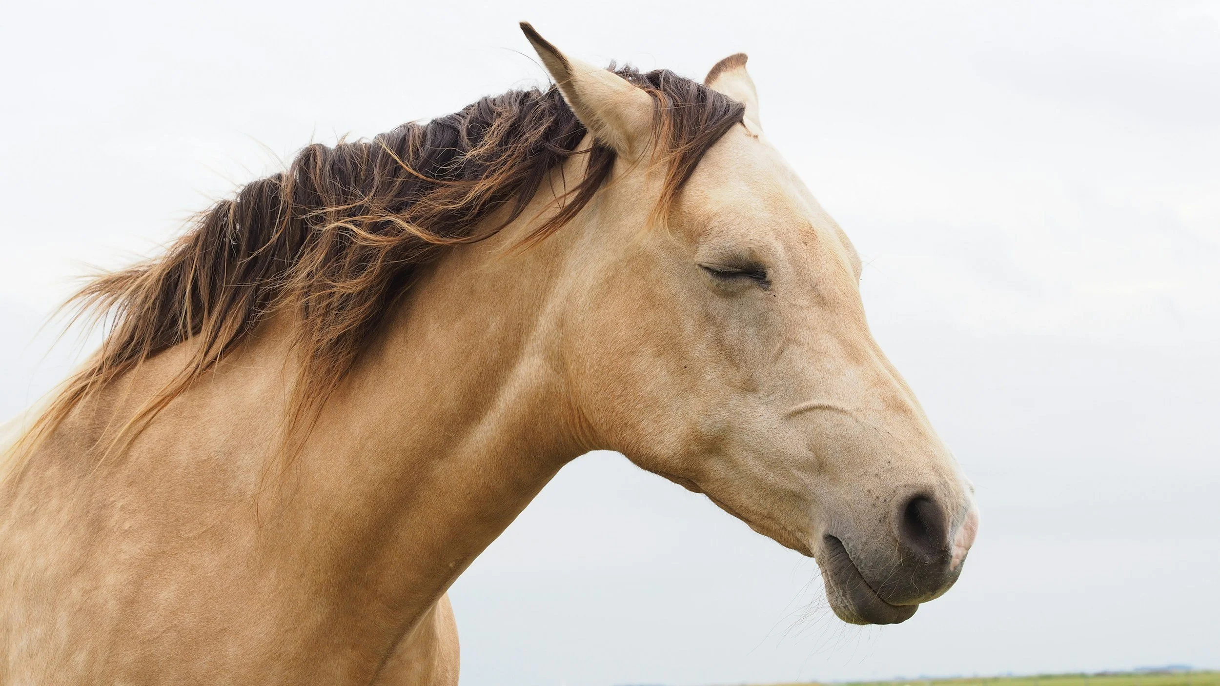 reiki healing for horses and dogs calming energy healing session for animals holistic reiki therapy for pets in Florida animal energy balancing and relaxation session