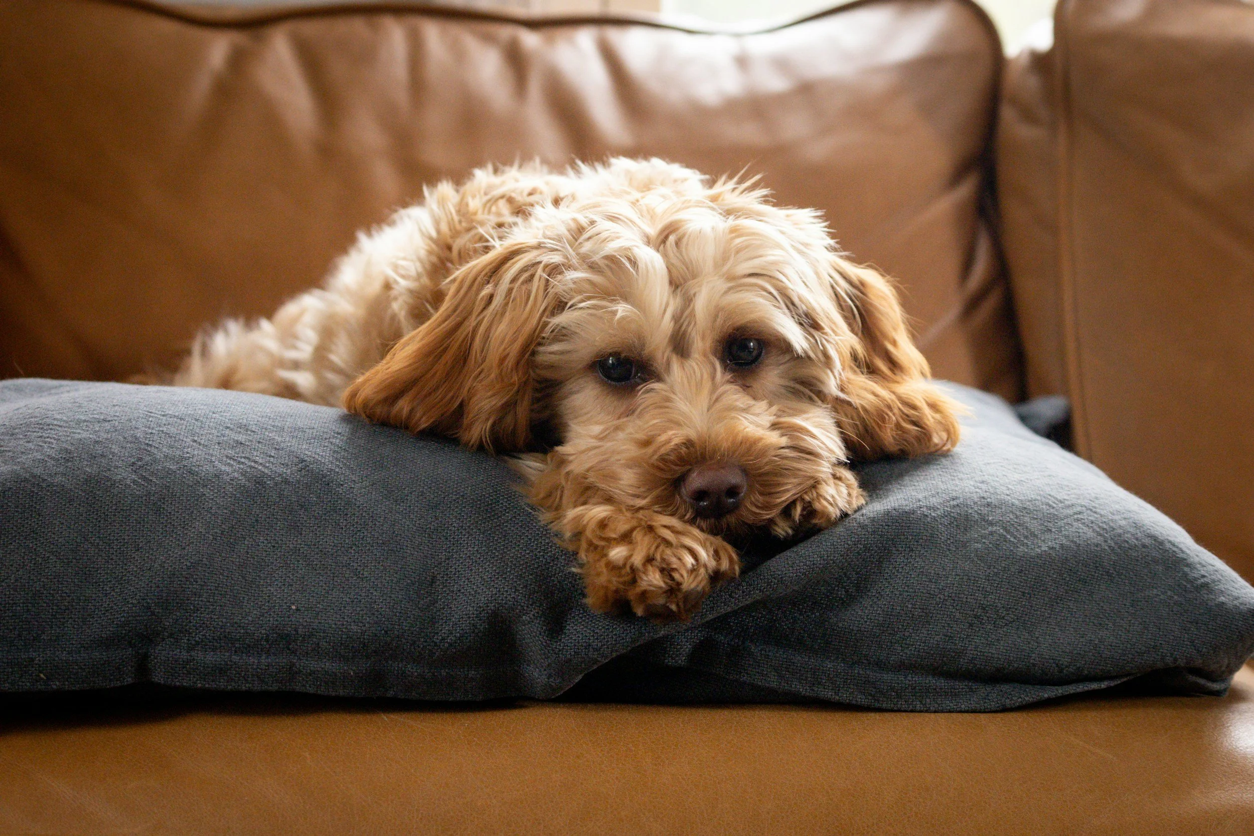 Healthy Natural Treats for Dogs and Cats