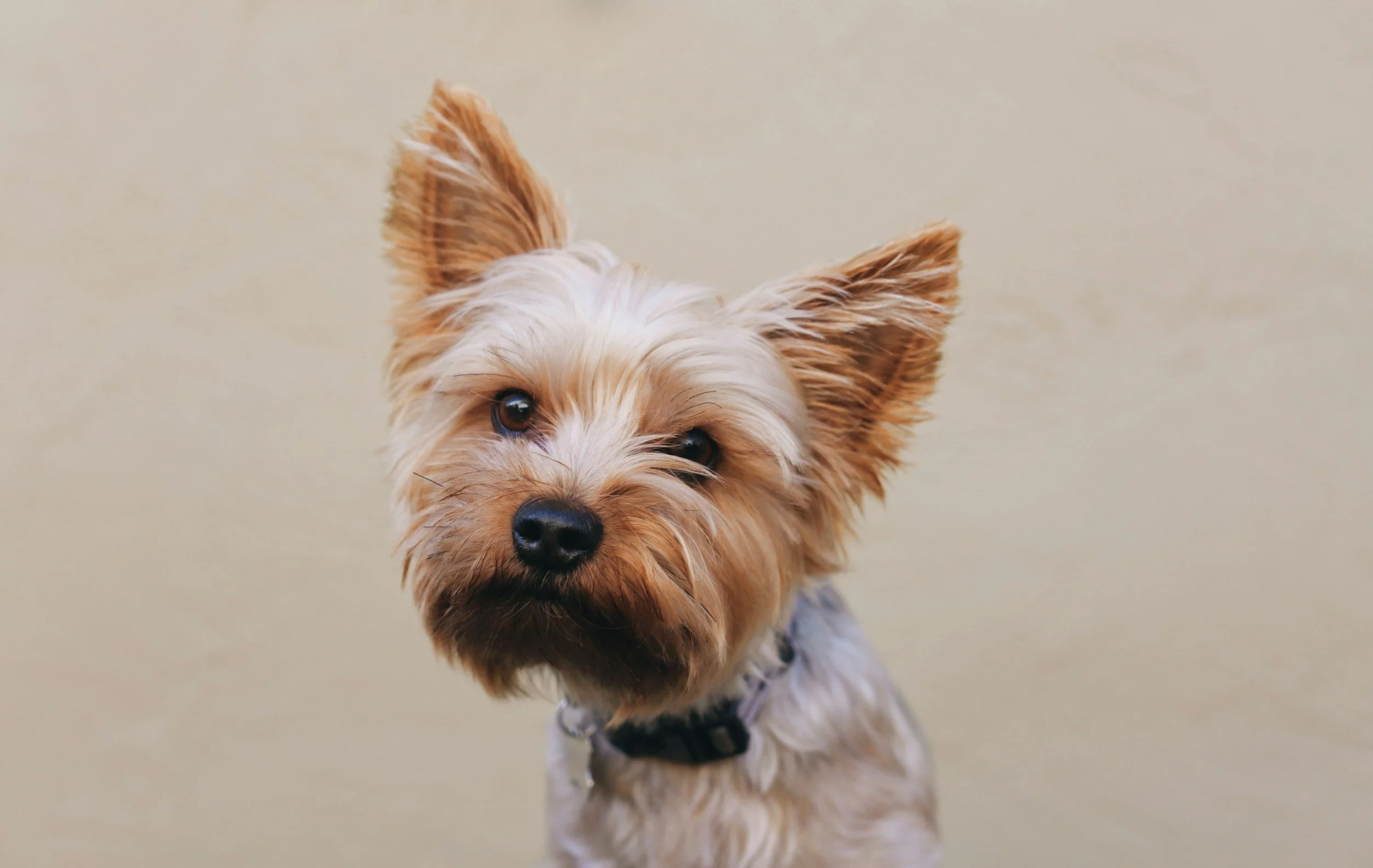 Super Food Treats for Dogs