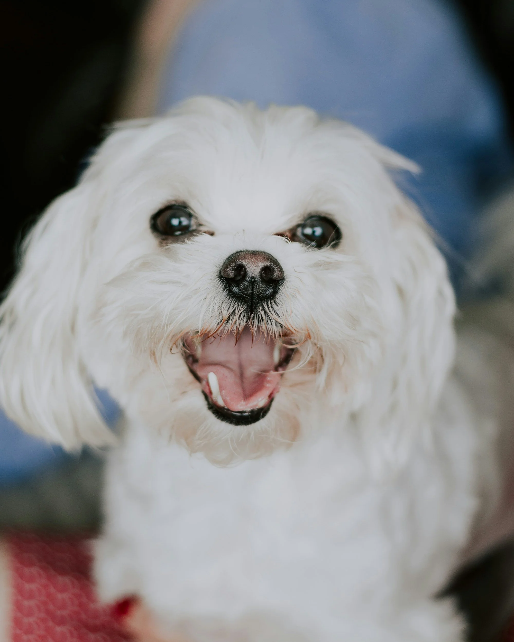 Helathy Treats for your dog with Barefoot Mama Organics
