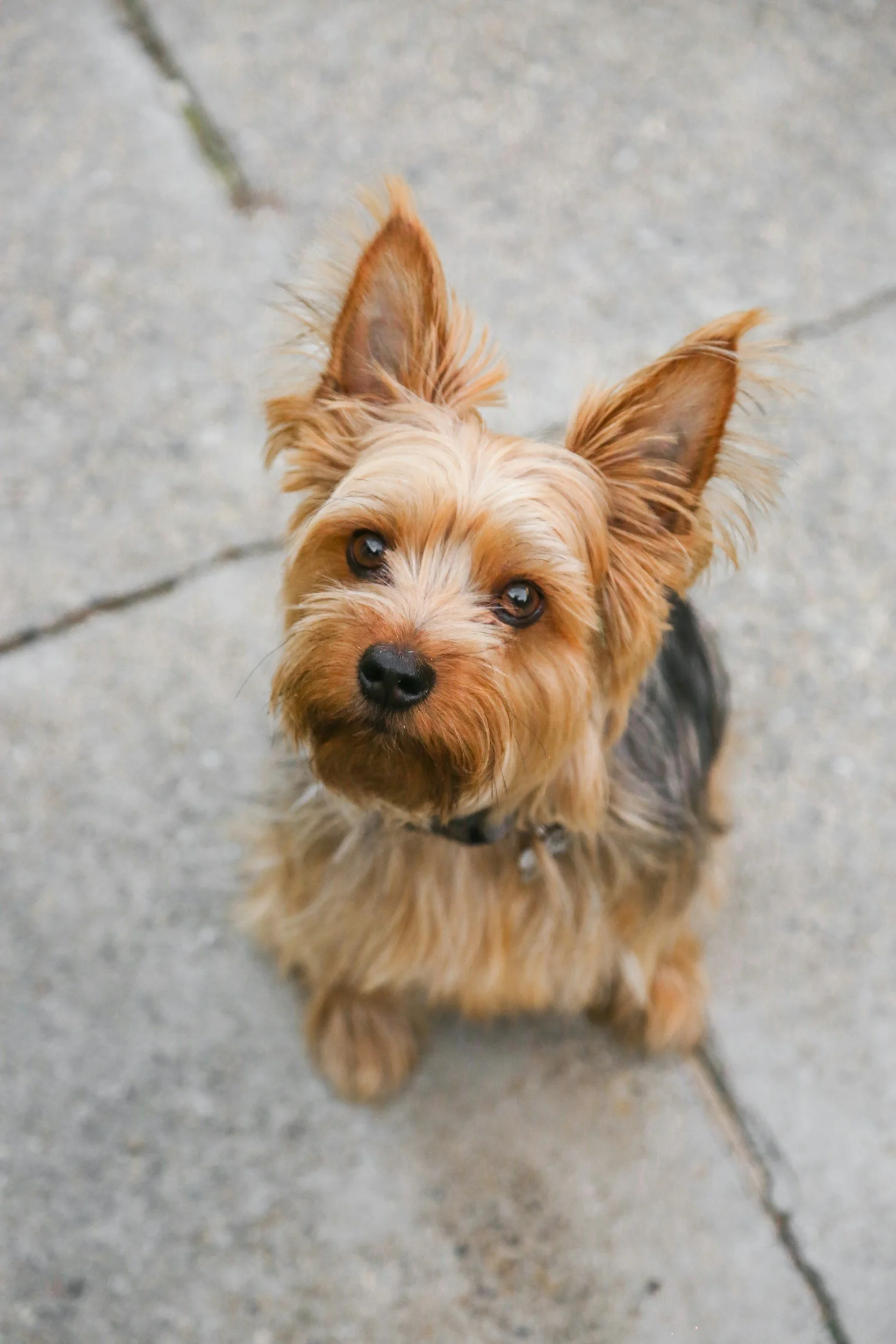 Dog bodywork and myofacial release in South Florida