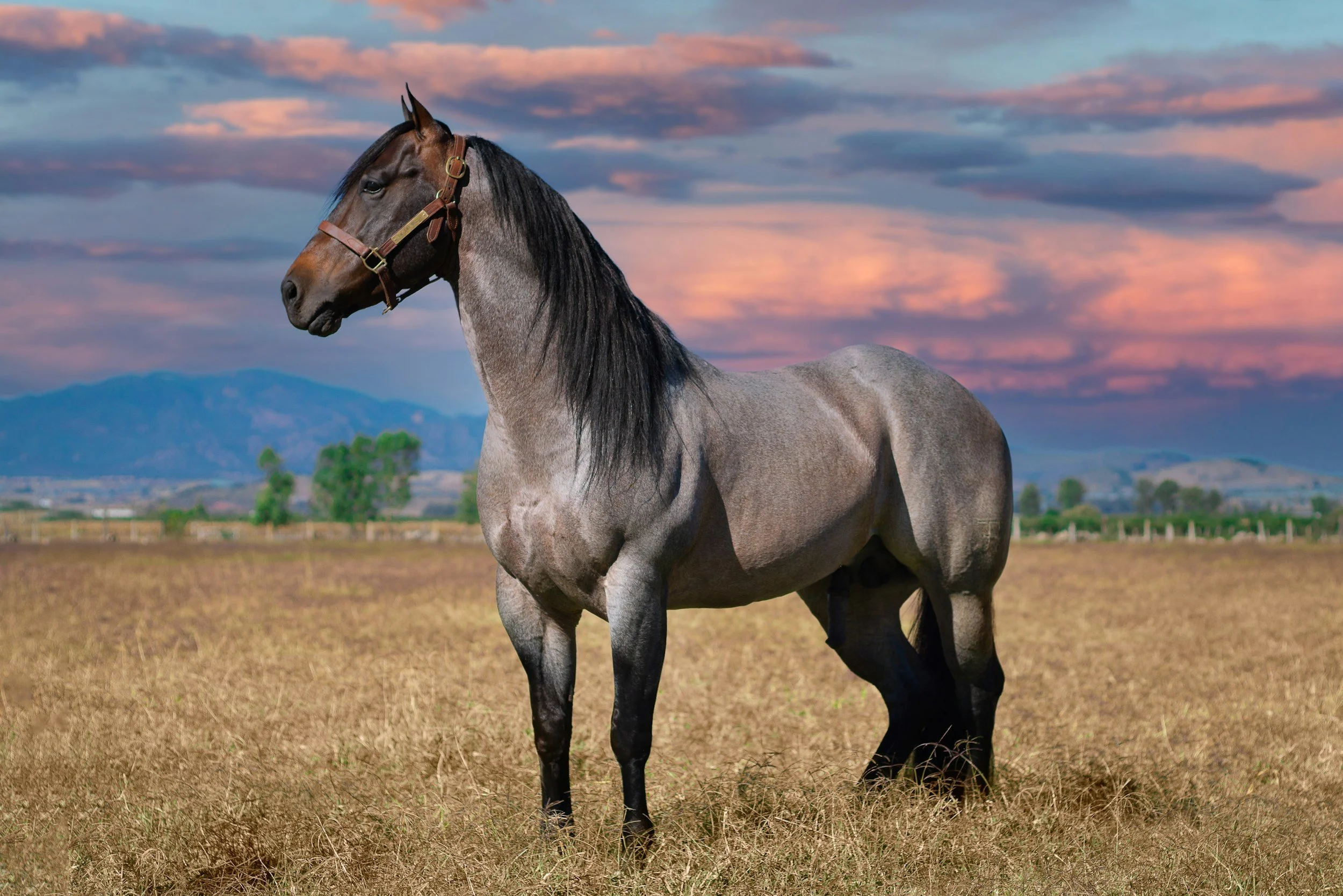 Horse myofacial release in Wellington area Florida