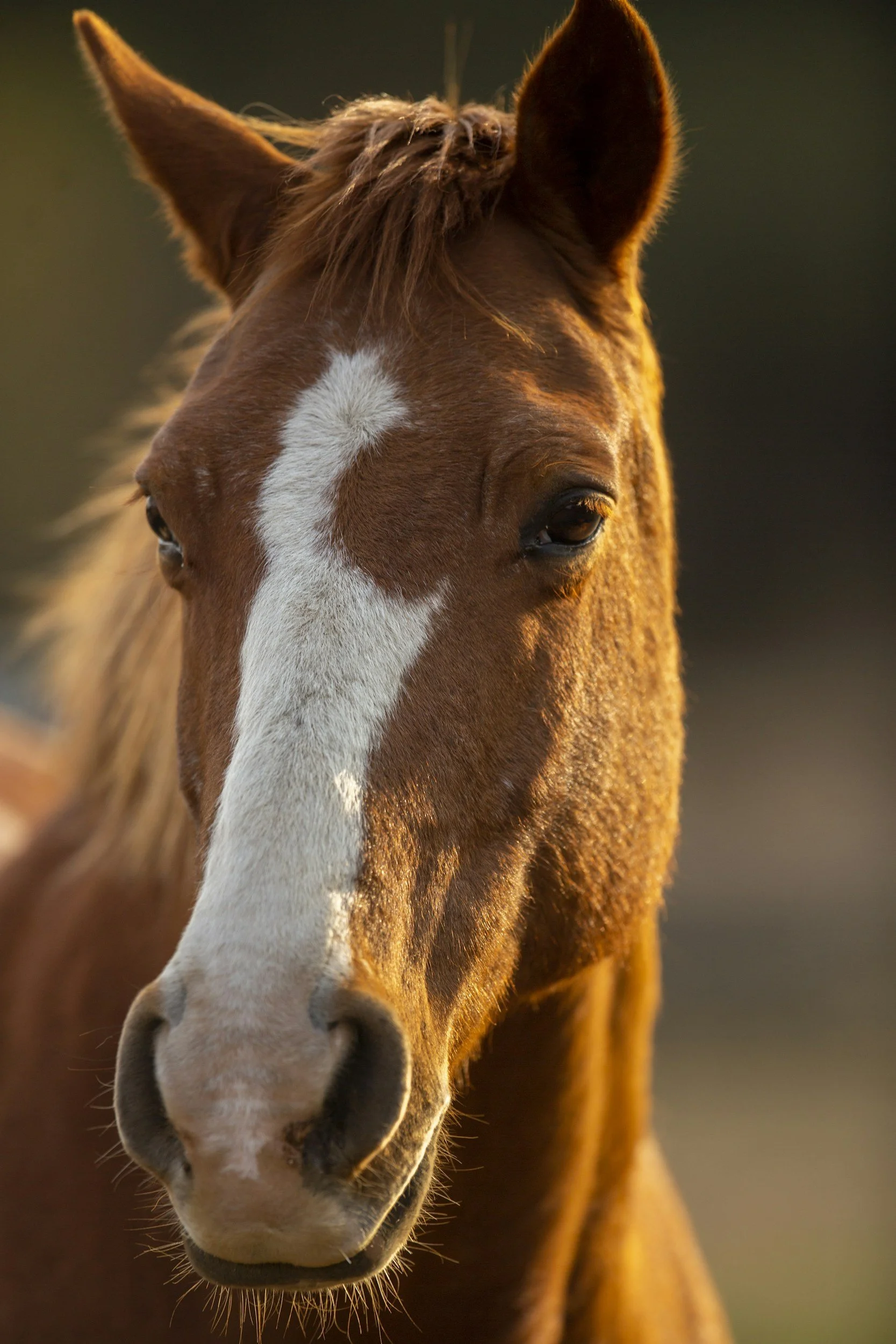 Horse bodywork PEMF for horses and Reiki Energy Healing for horses