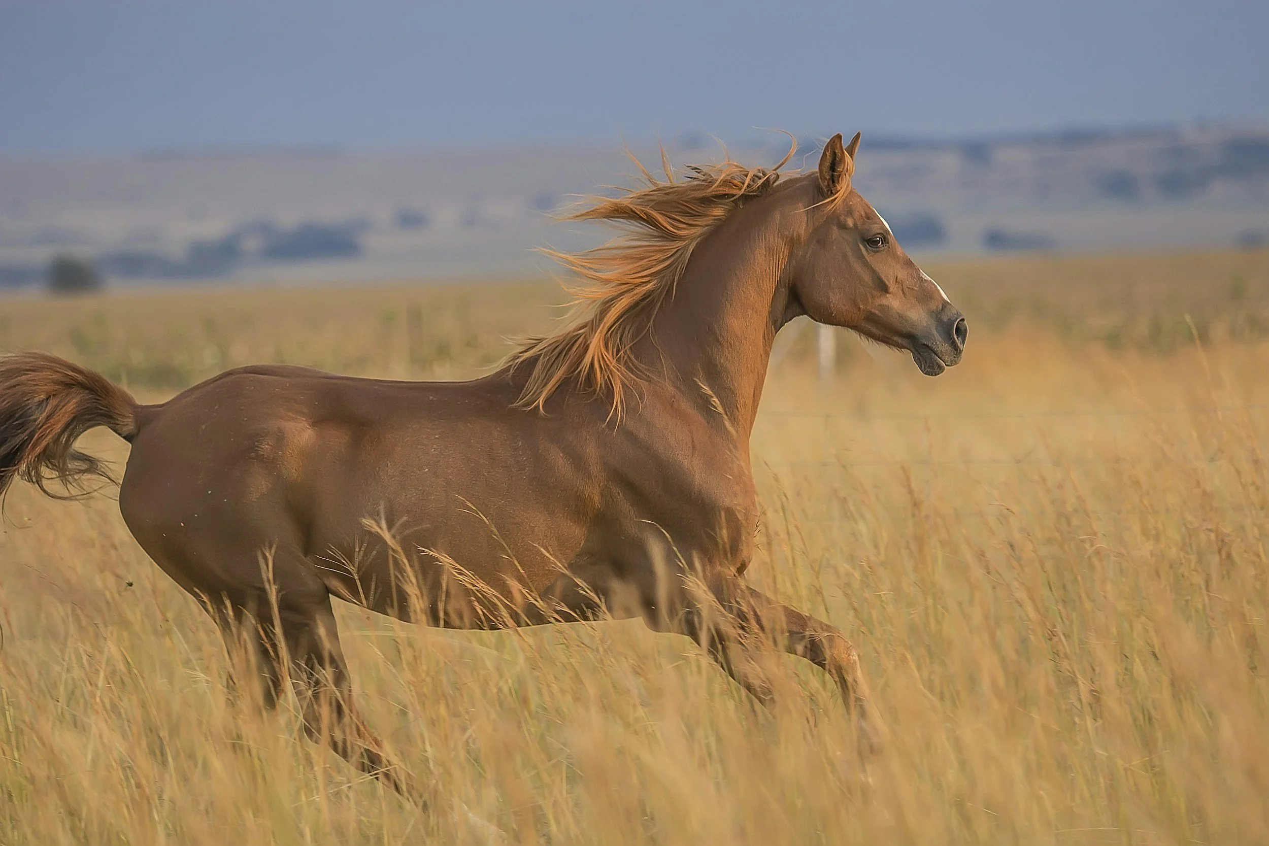 Reiki and Bodywork for Horses in Loxahatchee Florida