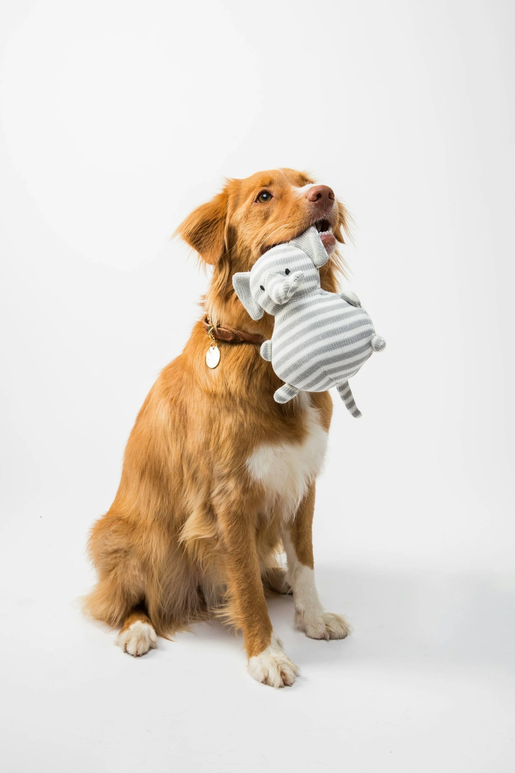 Spiritual Healing and Health for your dog