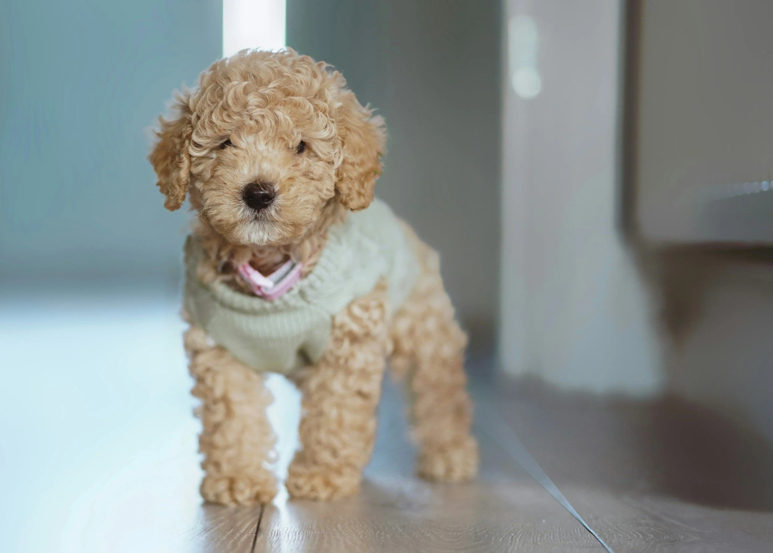 holistic healing with food, herbs  and reiki energy for dogs