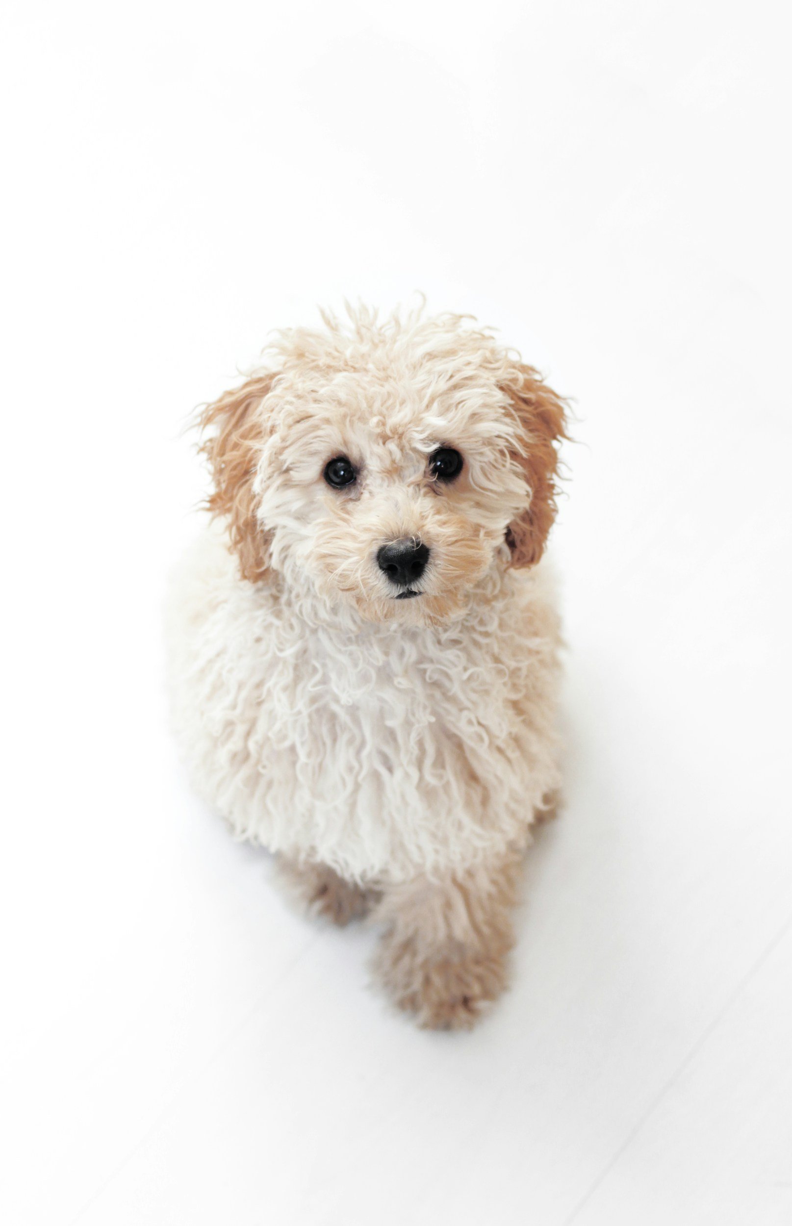 Holistic Nutrition for your dog
