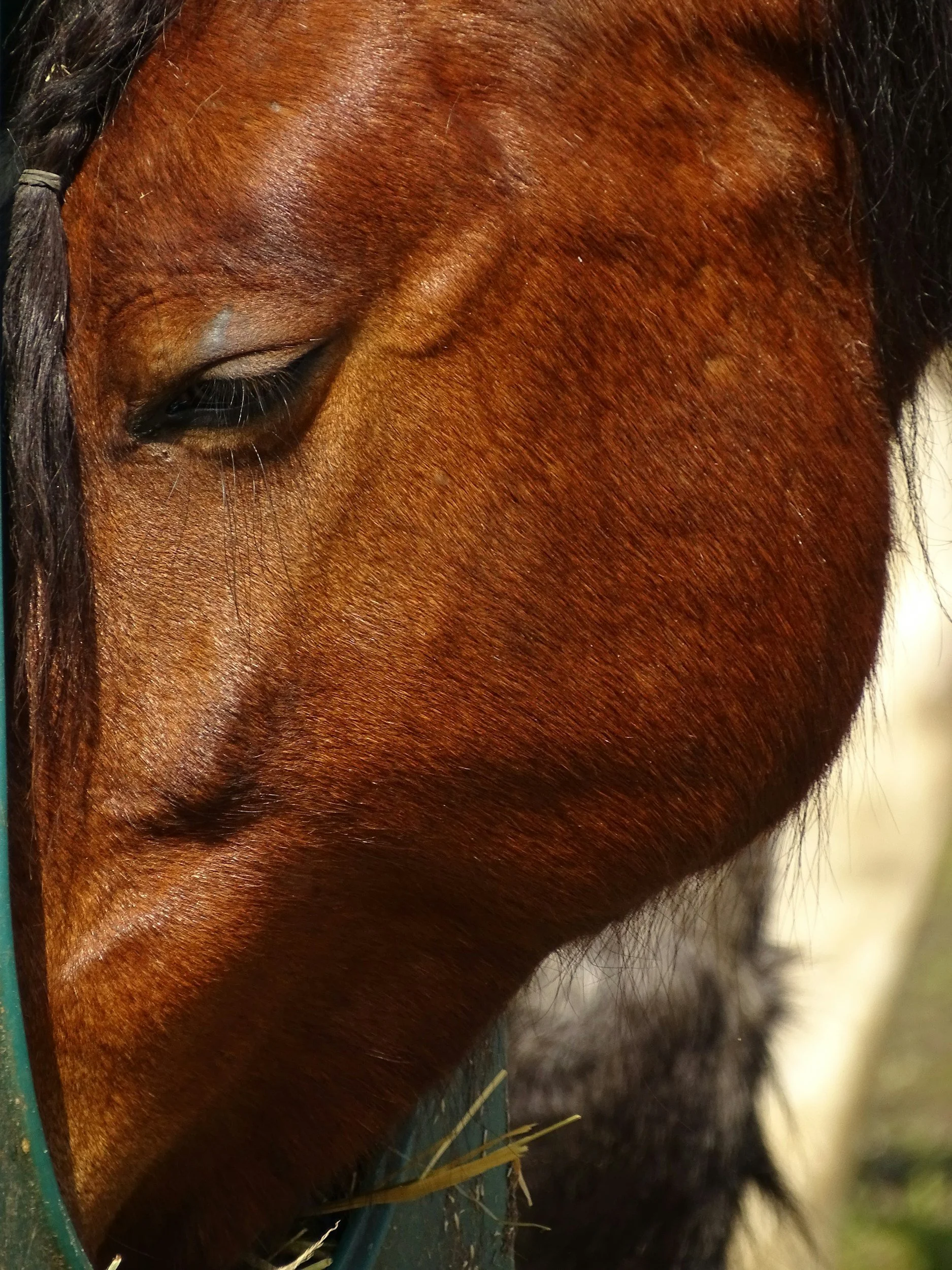 trust technique session in delray helps horses relax 