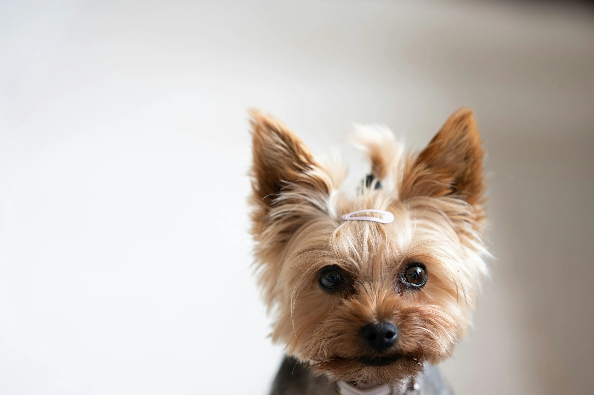 Yorkshire Terrier featured in a client testimonial about animal telepathic communication
