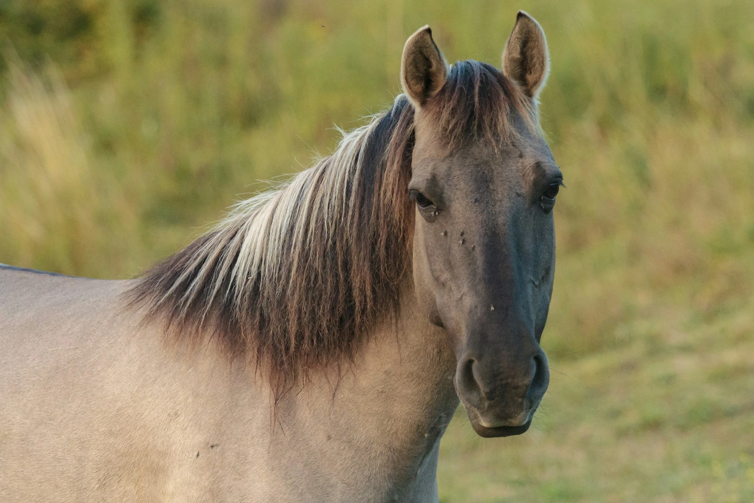 Barefoot Mama Holistic helps horse in training with Animal Communication 