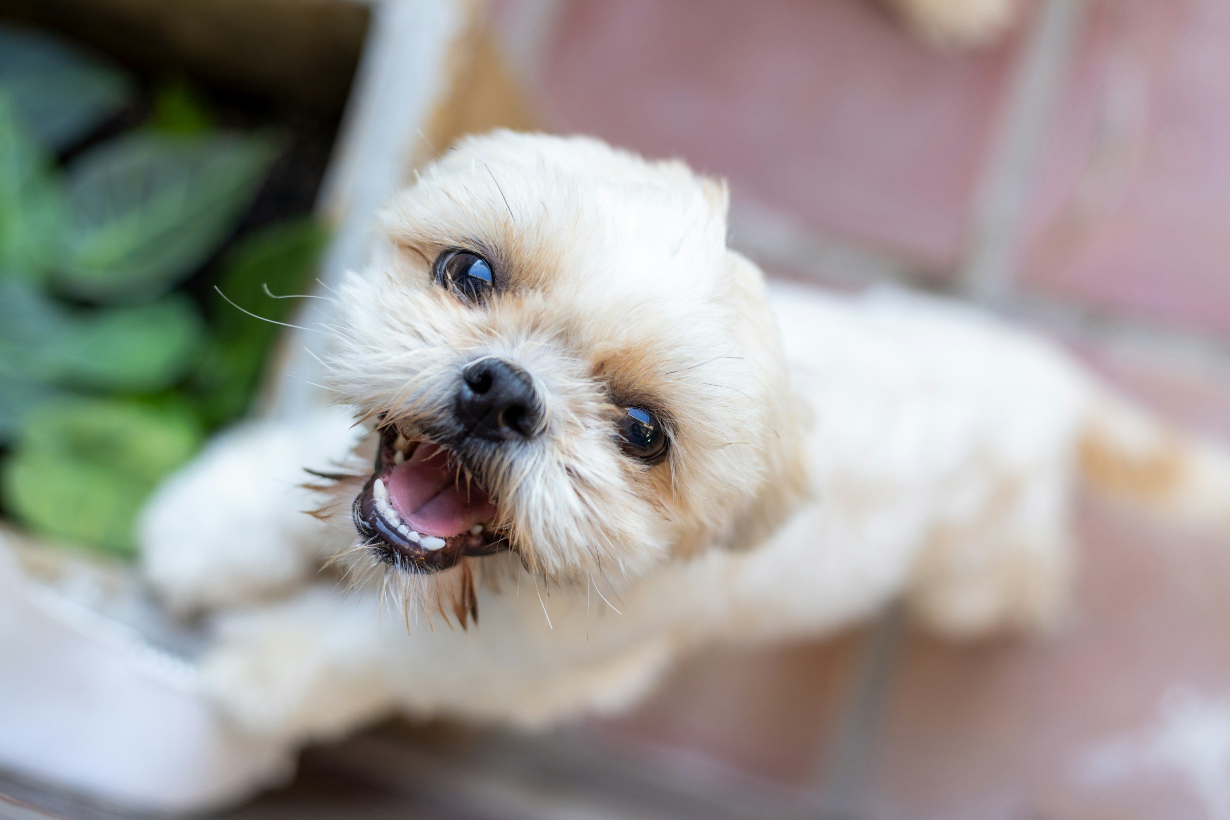 Small fluffy white Maltese dog accompanying a holistic dog nutrition testimonial
