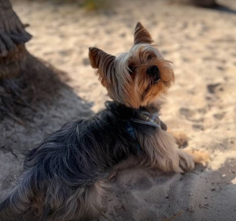 Natural Dog Health Coaching Dog Nutrition Consultant Holistic Dog Wellness Species Appropriate Dog Diet Natural Dog Health