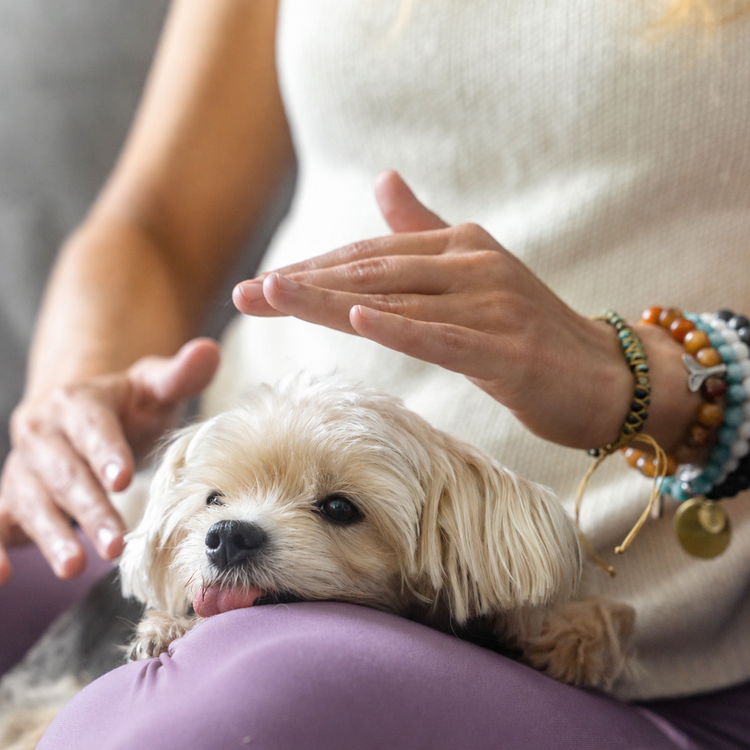 Reiki energy healing session providing gentle relaxation and energetic support for a dog or horse