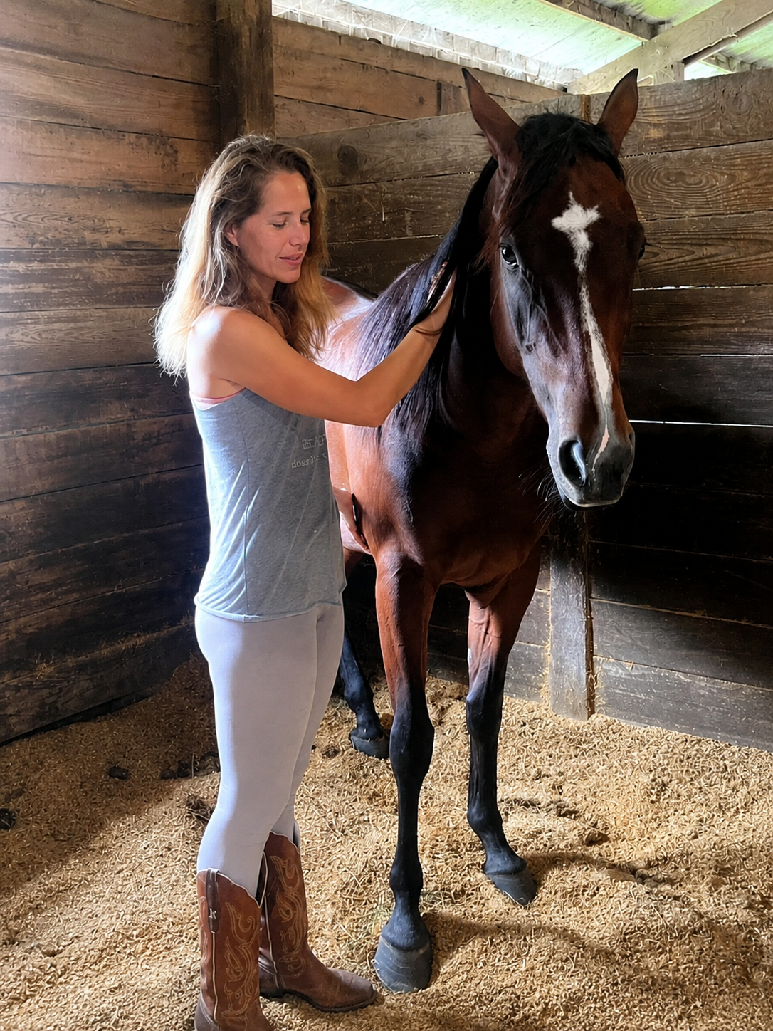 Equine Bodywork Wellington