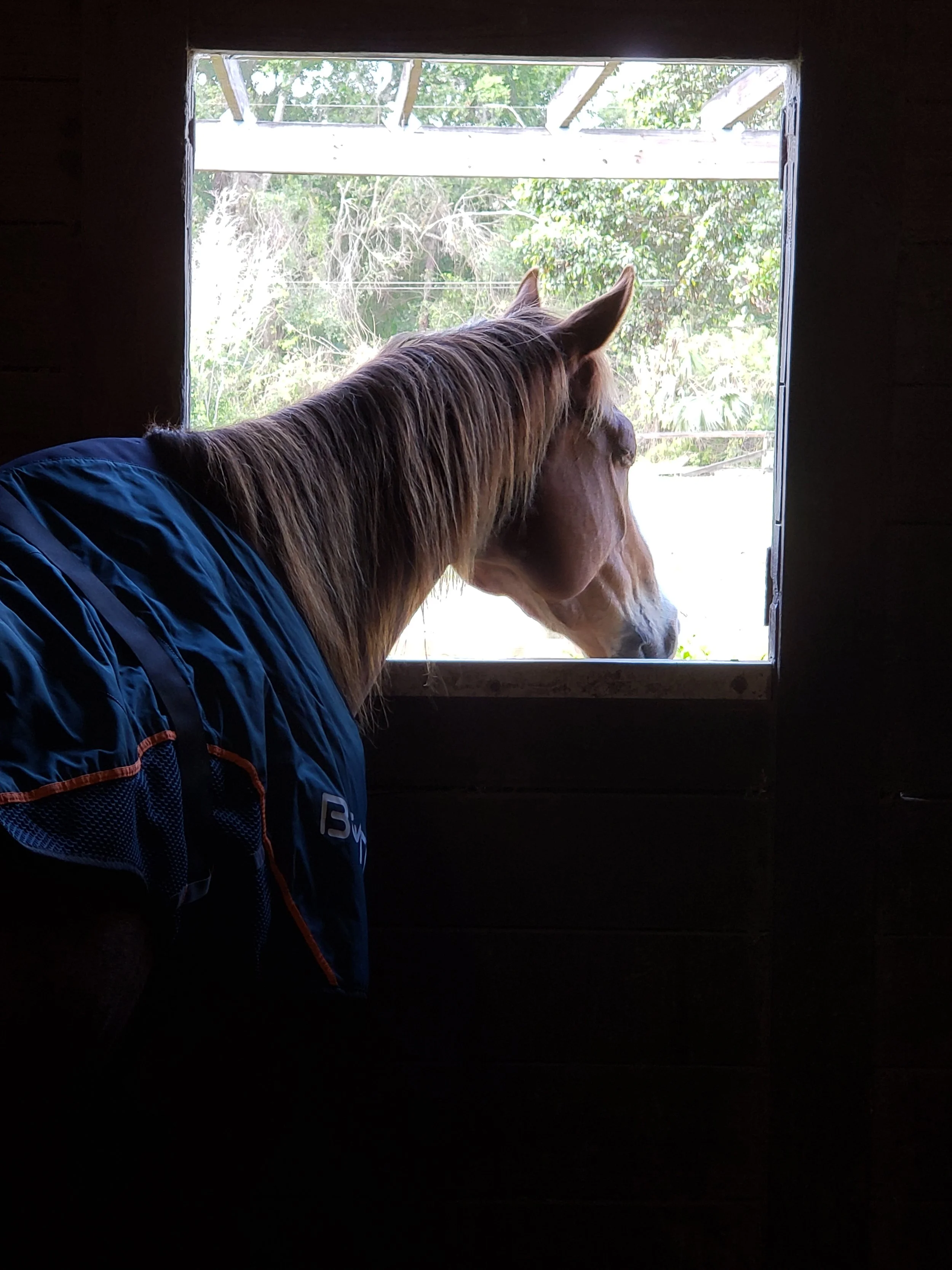 BEMER PEMF therapy session for horses in South Florida equine circulation and recovery support therapy horse PEMF treatment with Reiki healing equine wellness and performance therapy Wellington FL horse recovery therapy after training or injury