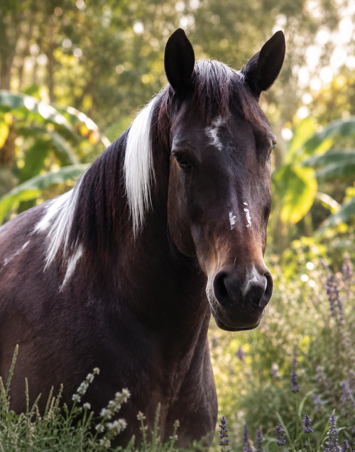 Sunflower Honey, a rescued horse given a second chance through Barefoot Mama's mission
